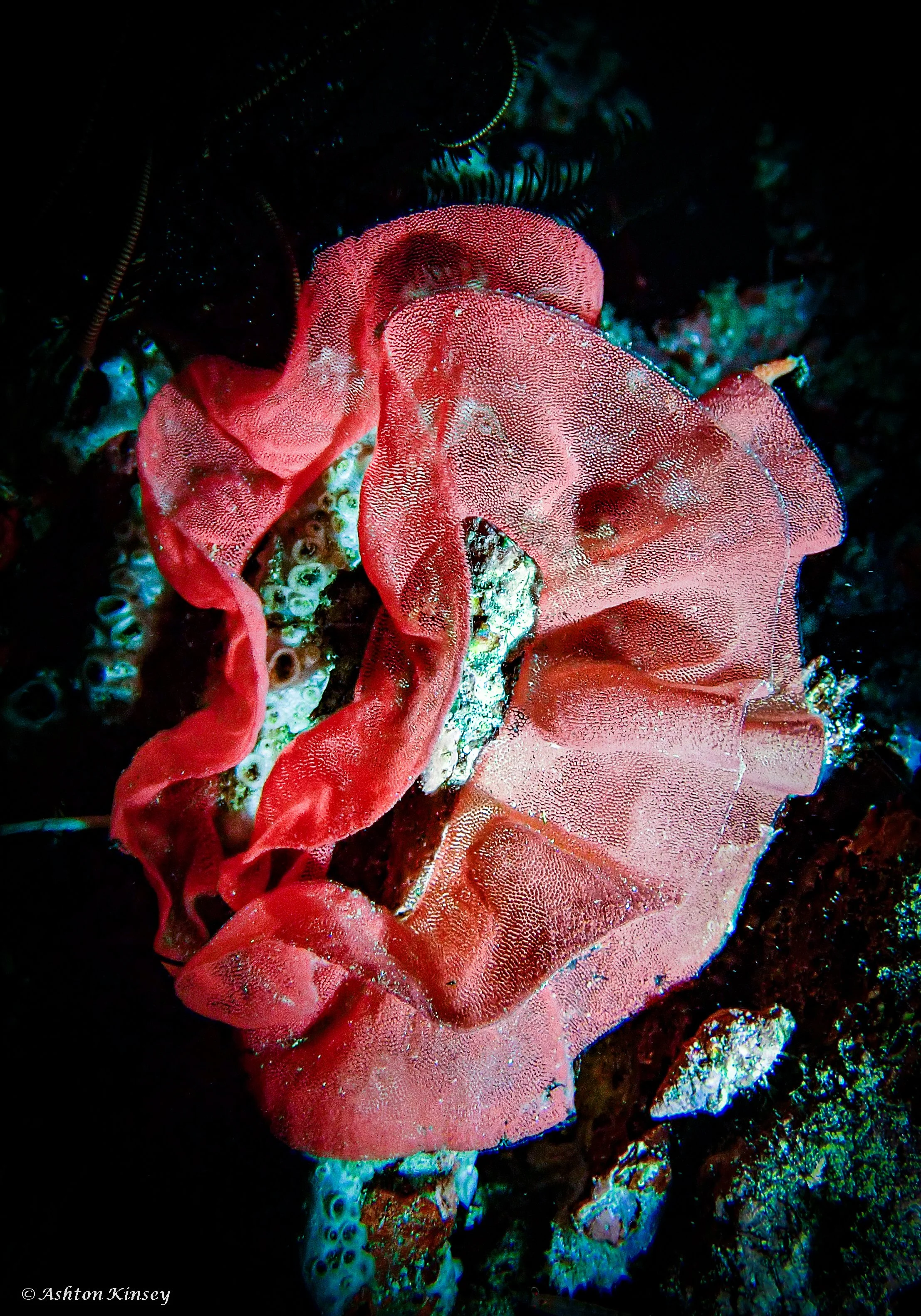 Fantasea Reef-9.jpg
