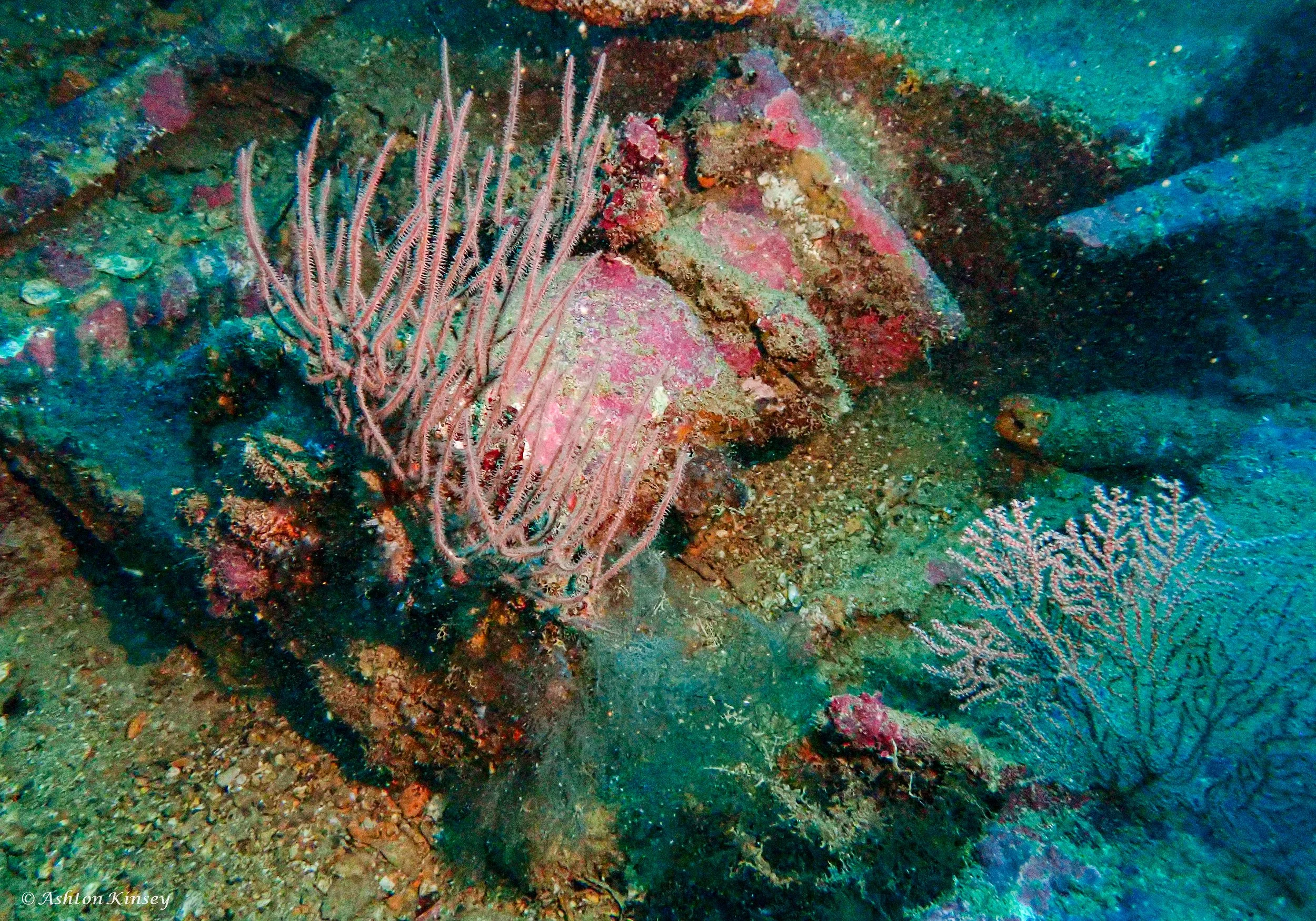 Alma Jane wreck -4.jpg