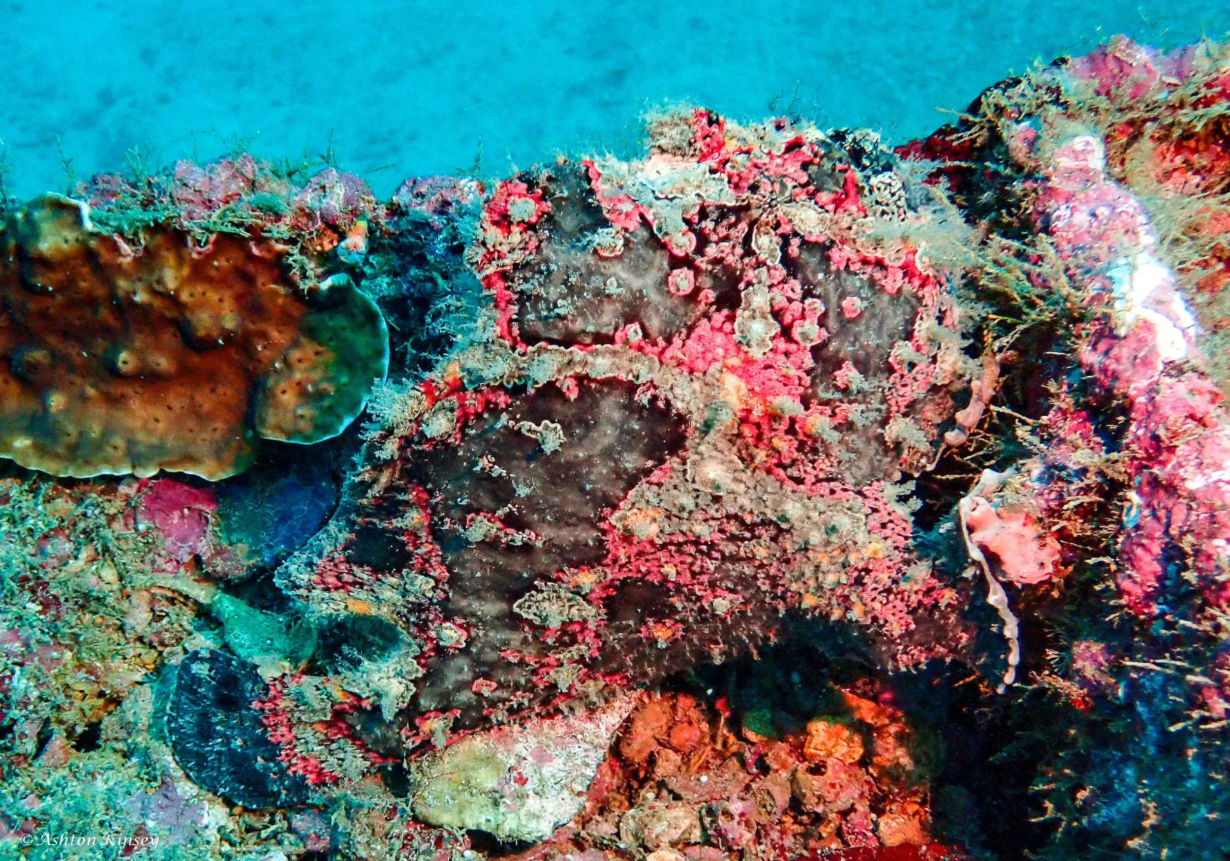 Alma Jane wreck -7.jpg