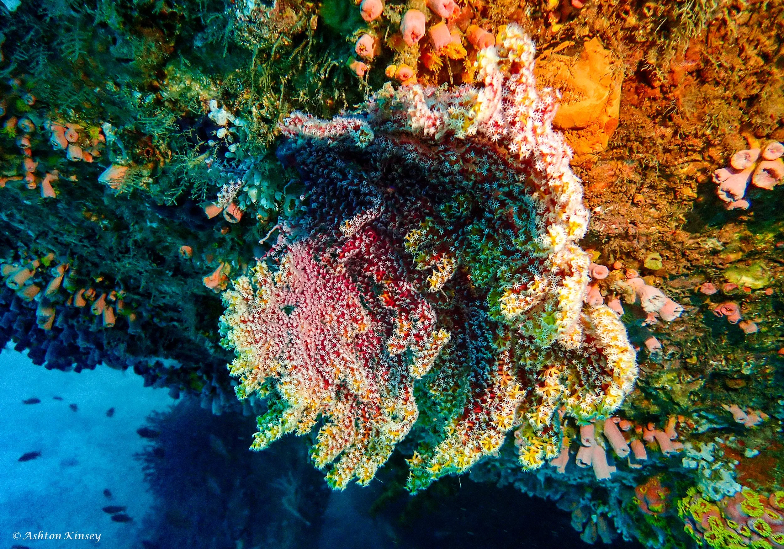 Alma Jane wreck -12.jpg