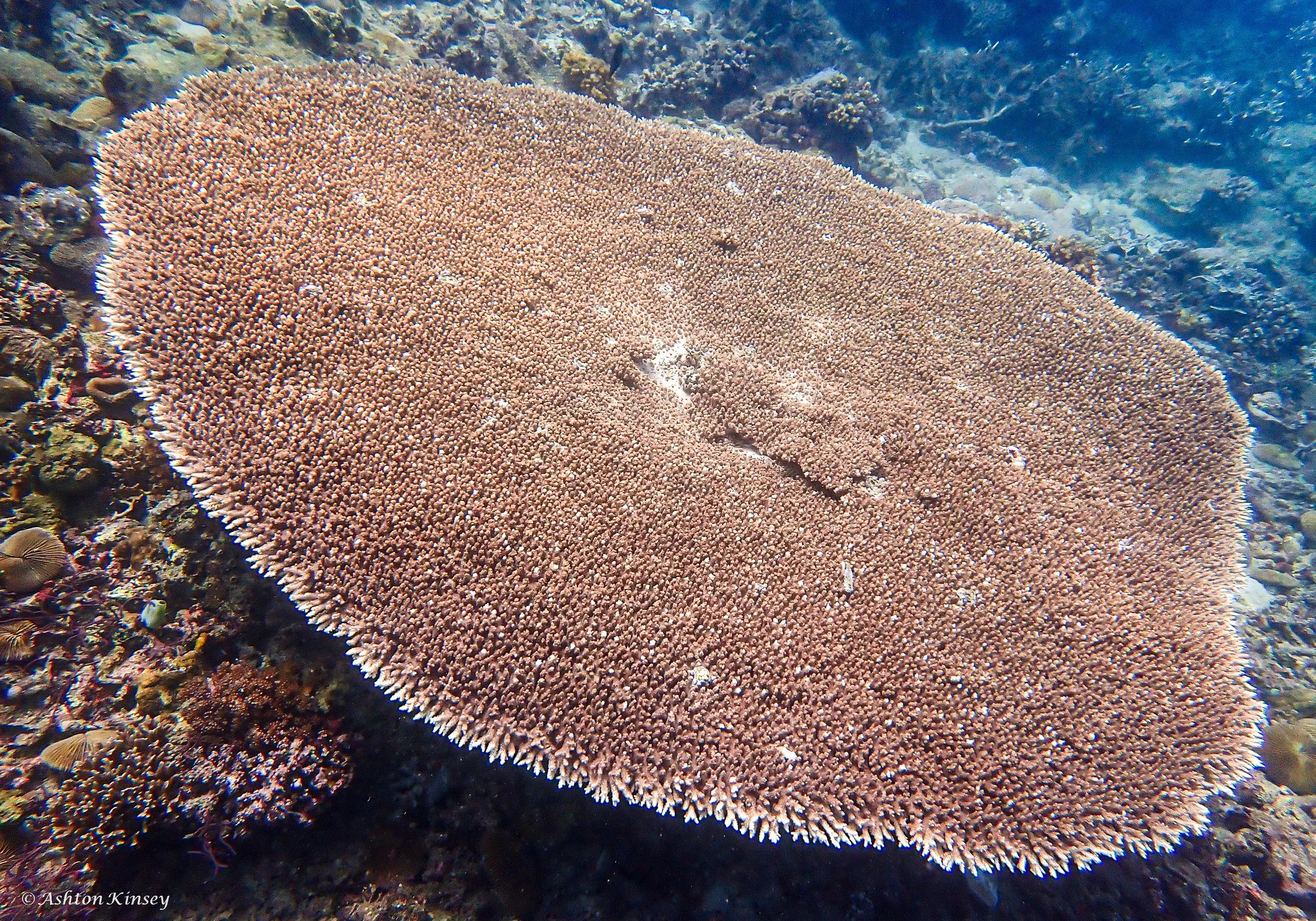 Sabang Wrecks.jpg