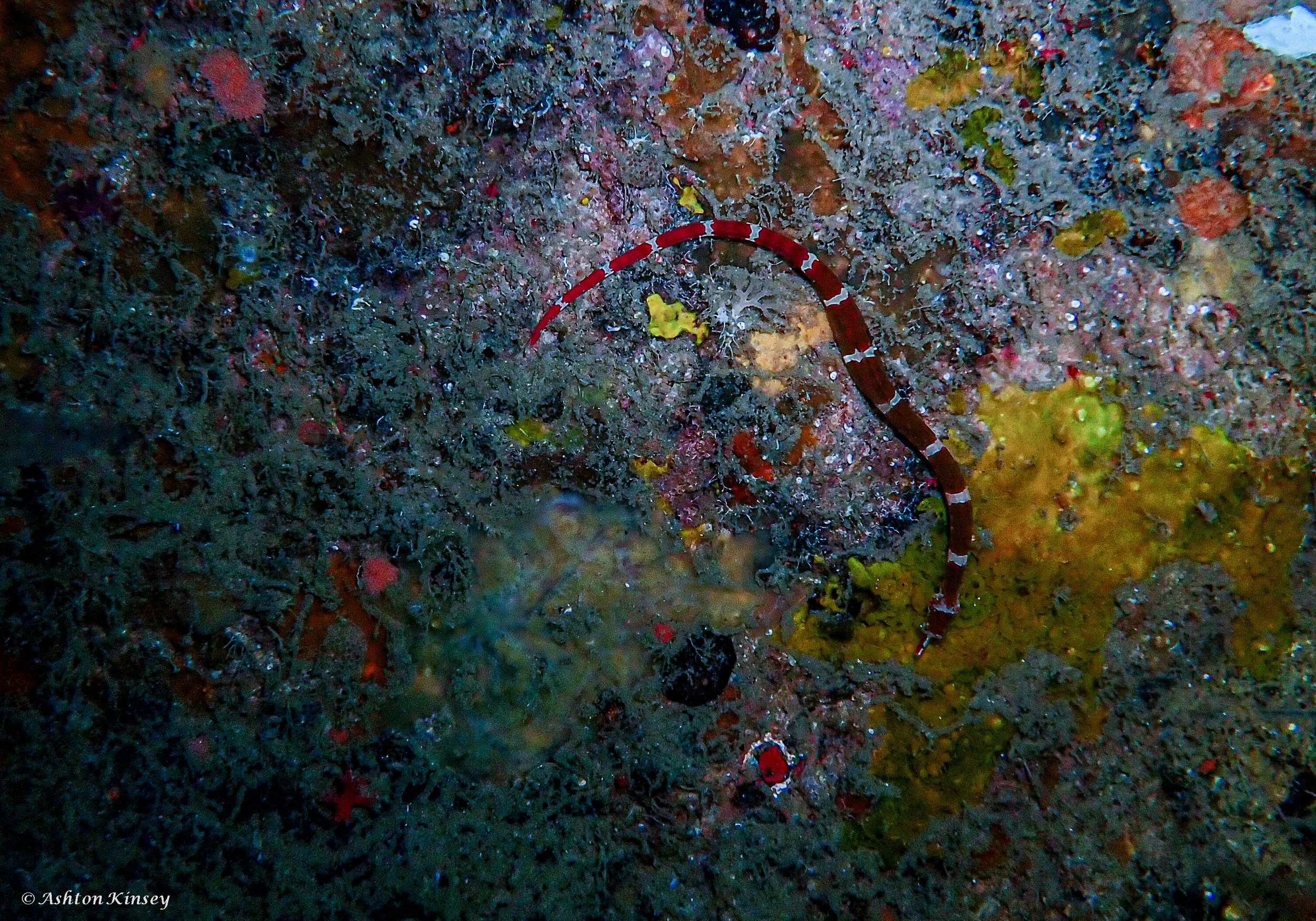 Sabang Wrecks-3.jpg