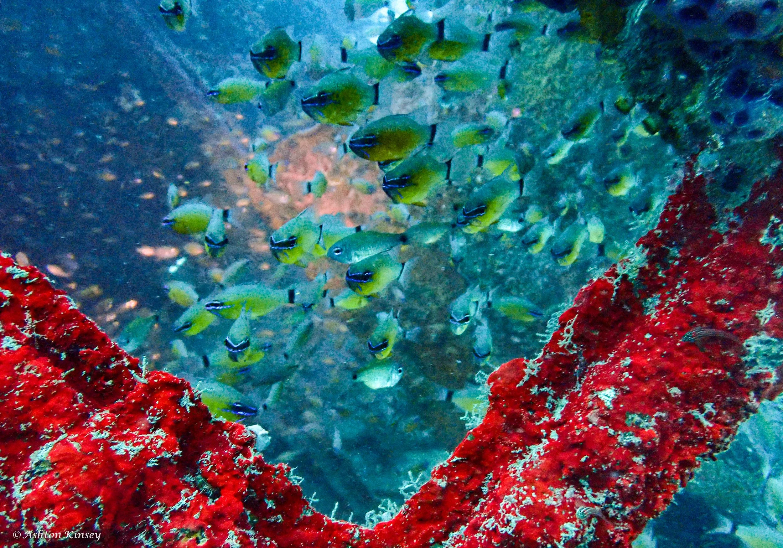 Sabang Wrecks-4.jpg