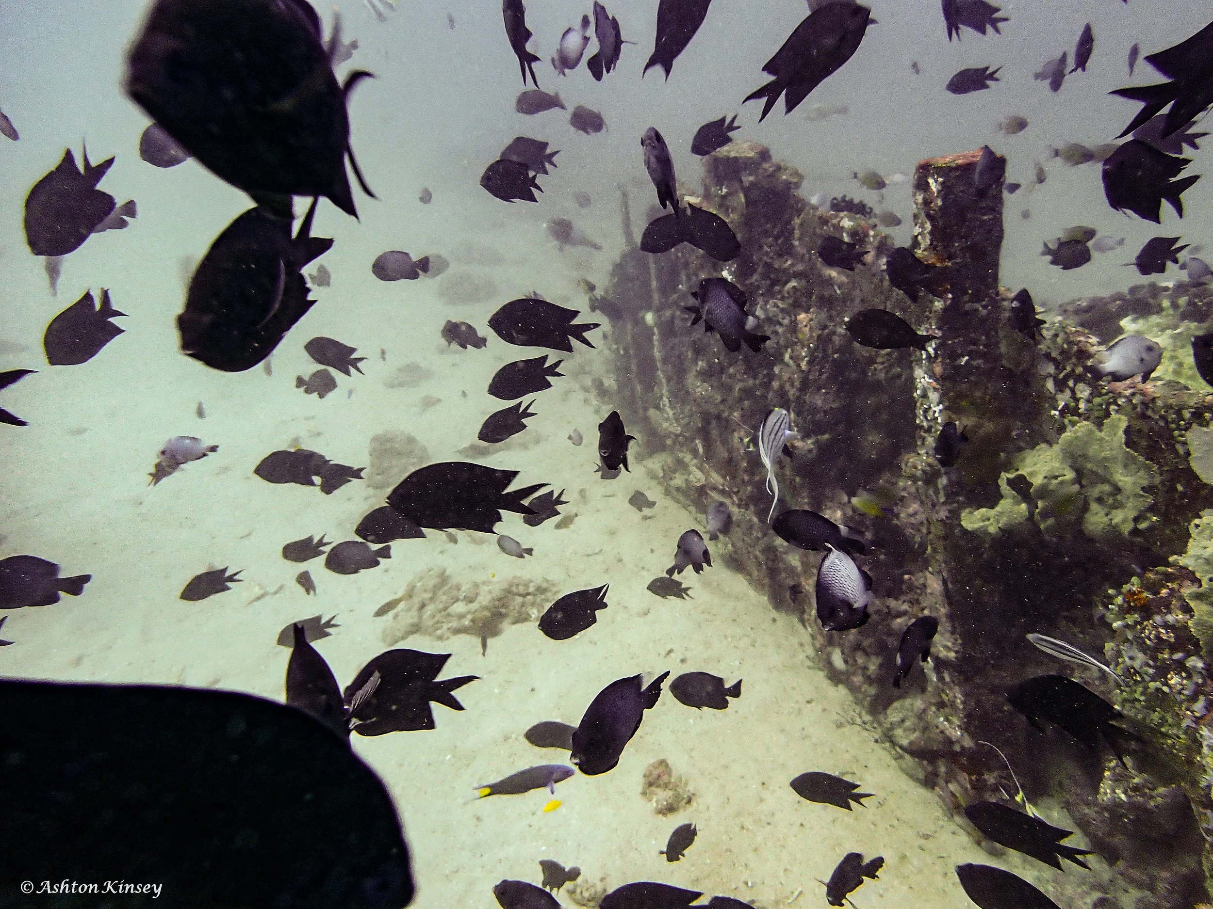 Sabang Wrecks-6.jpg