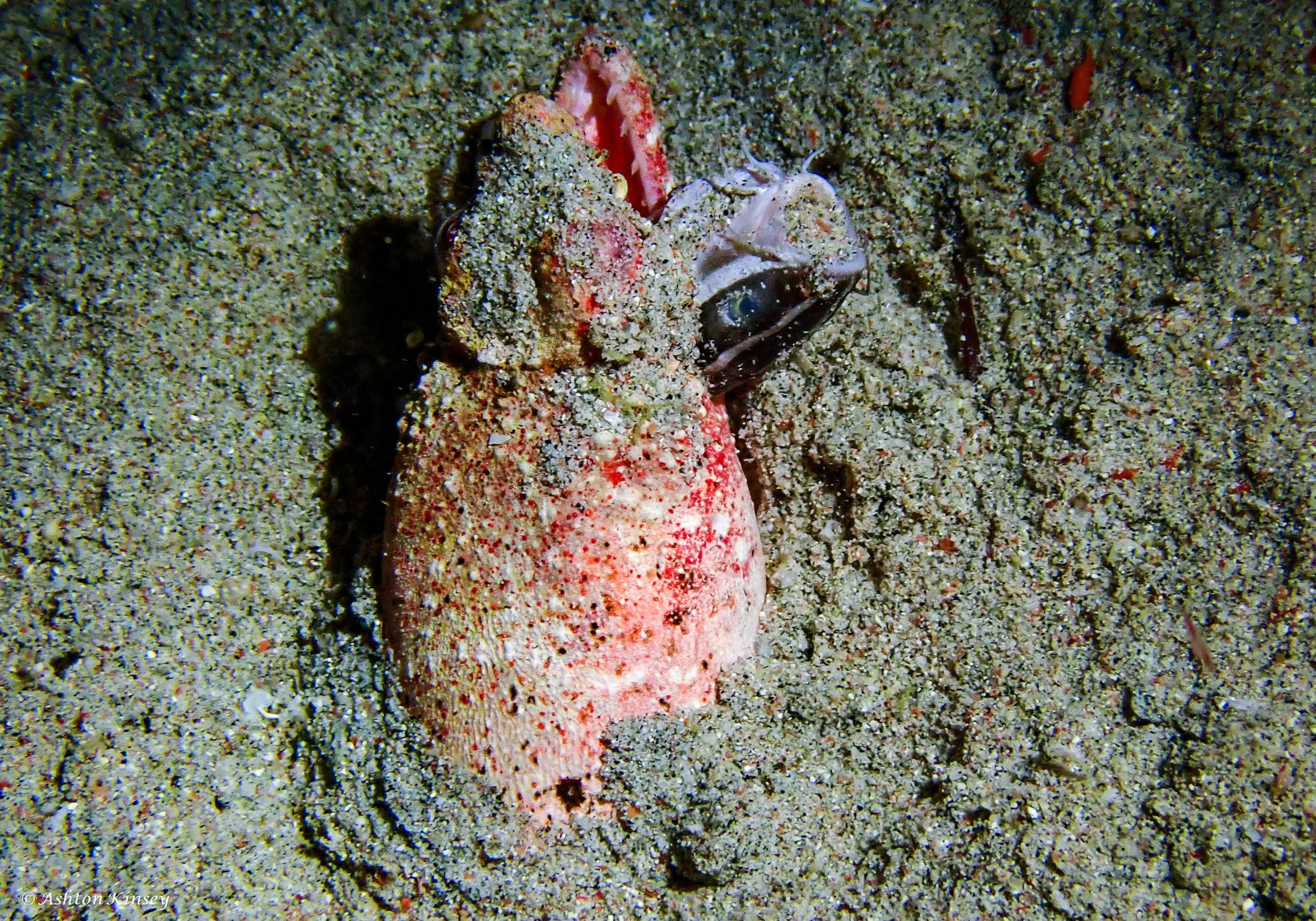 sabalang Wrecks night-2.jpg