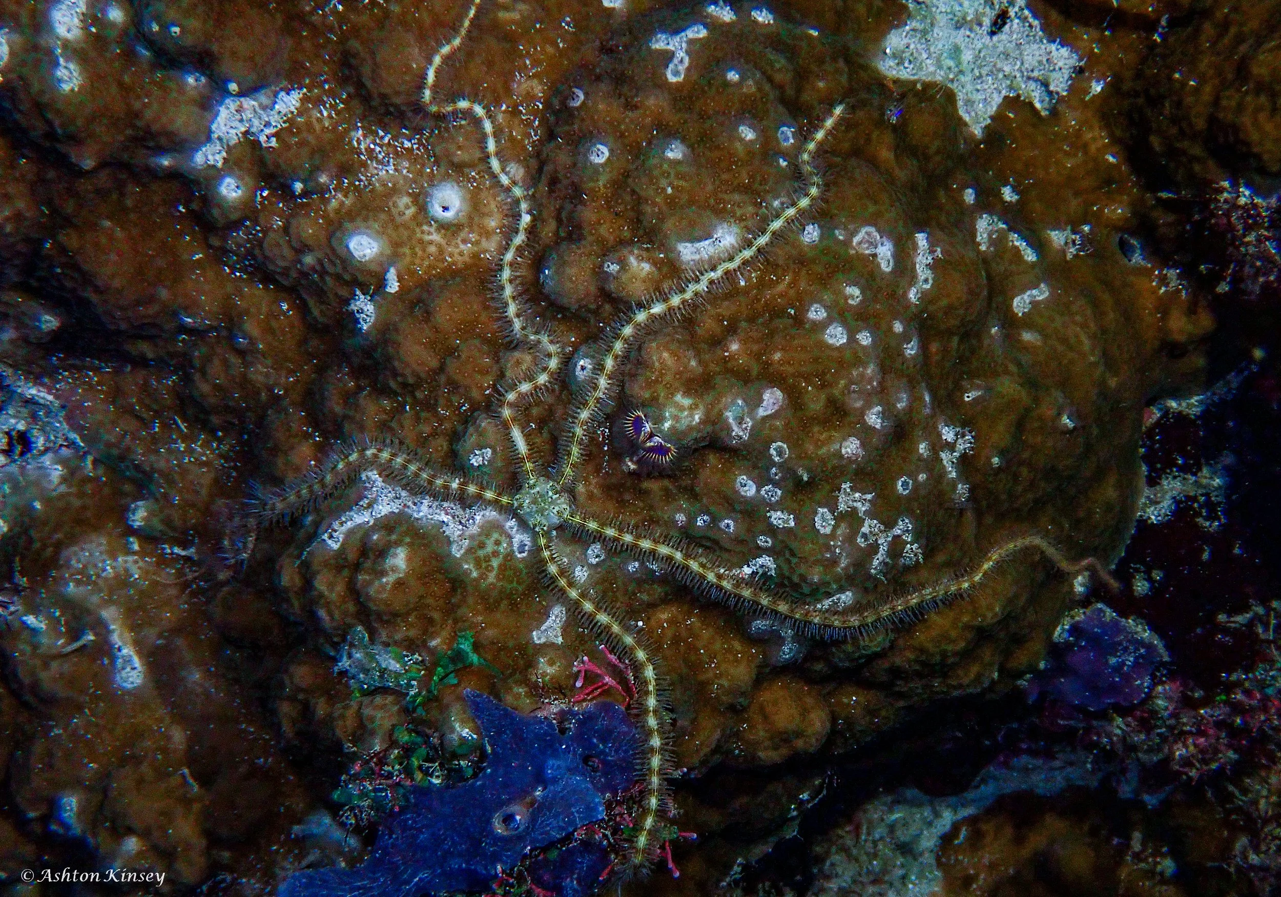 sabalang Wrecks night-4.jpg