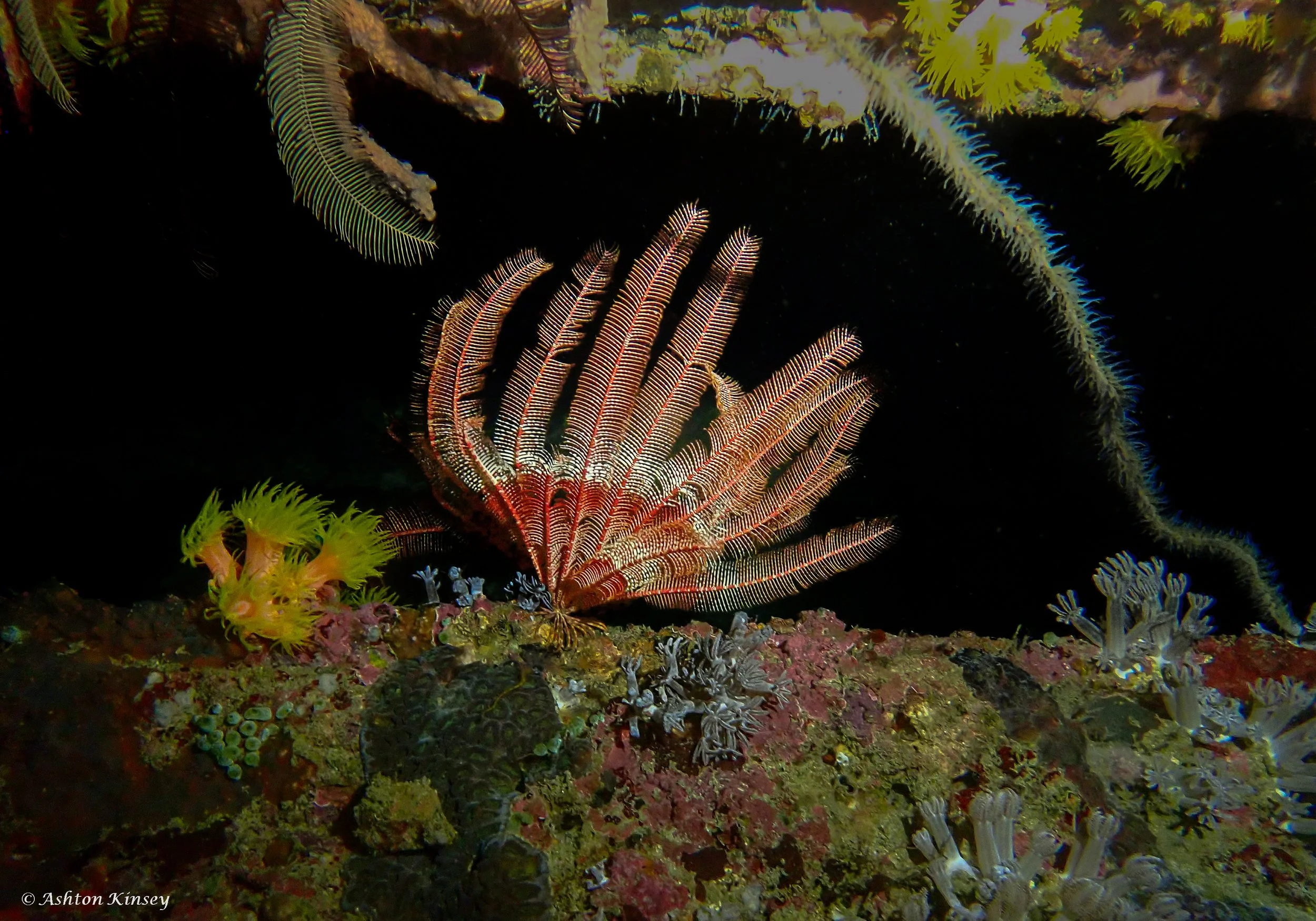 sabalang Wrecks night-10.jpg
