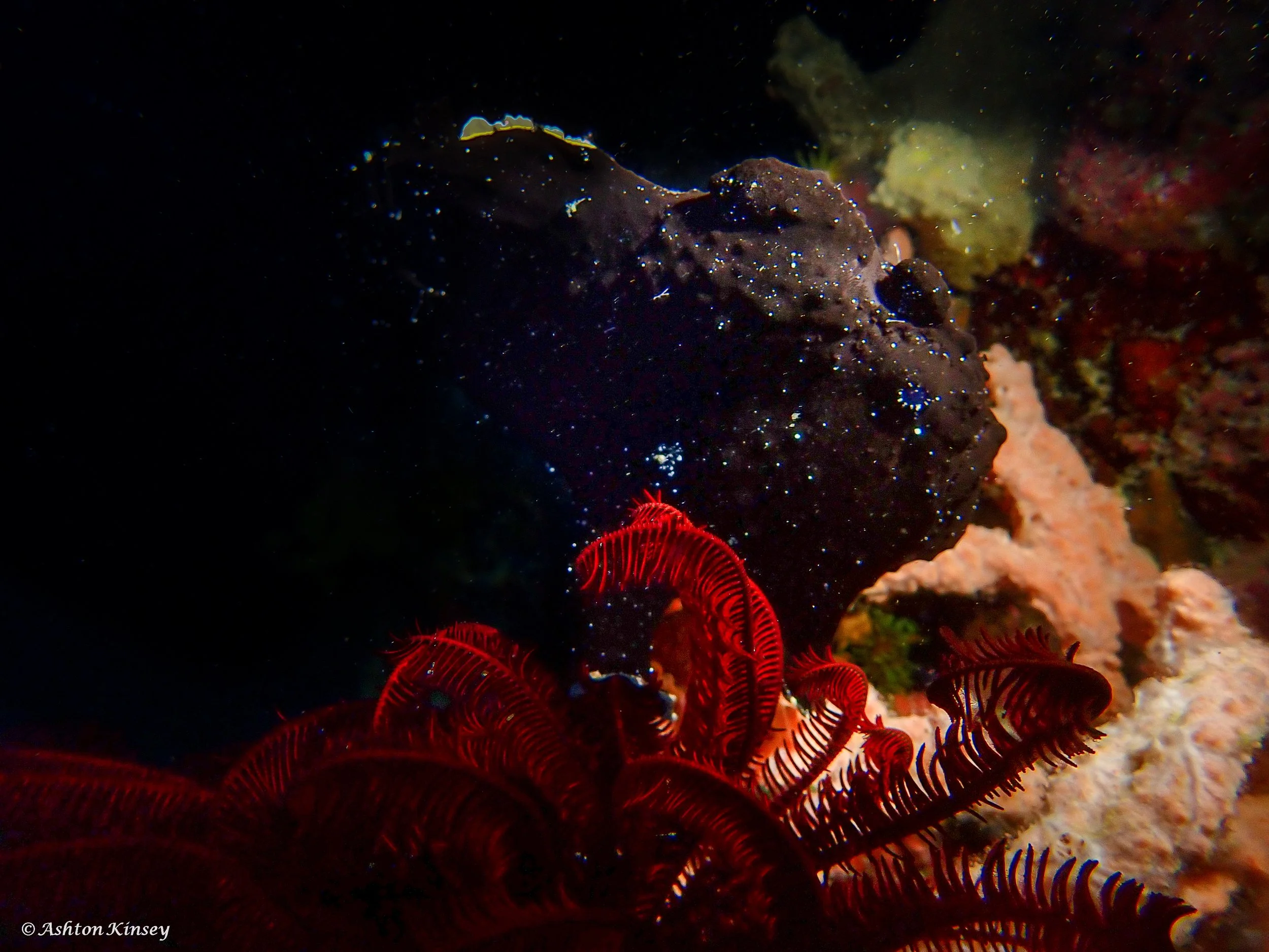sabalang Wrecks night-11.jpg