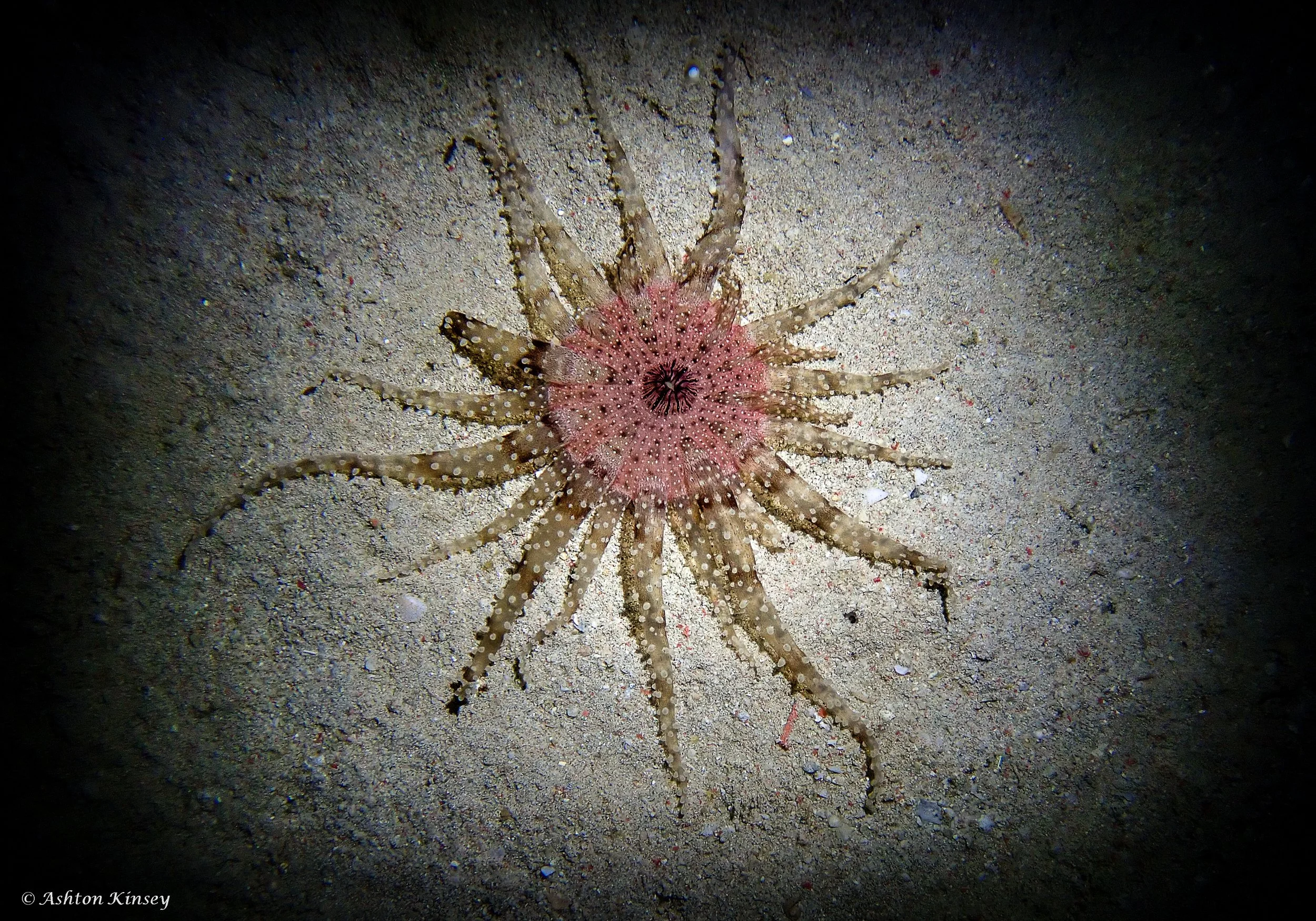 sabalang Wrecks night-13.jpg