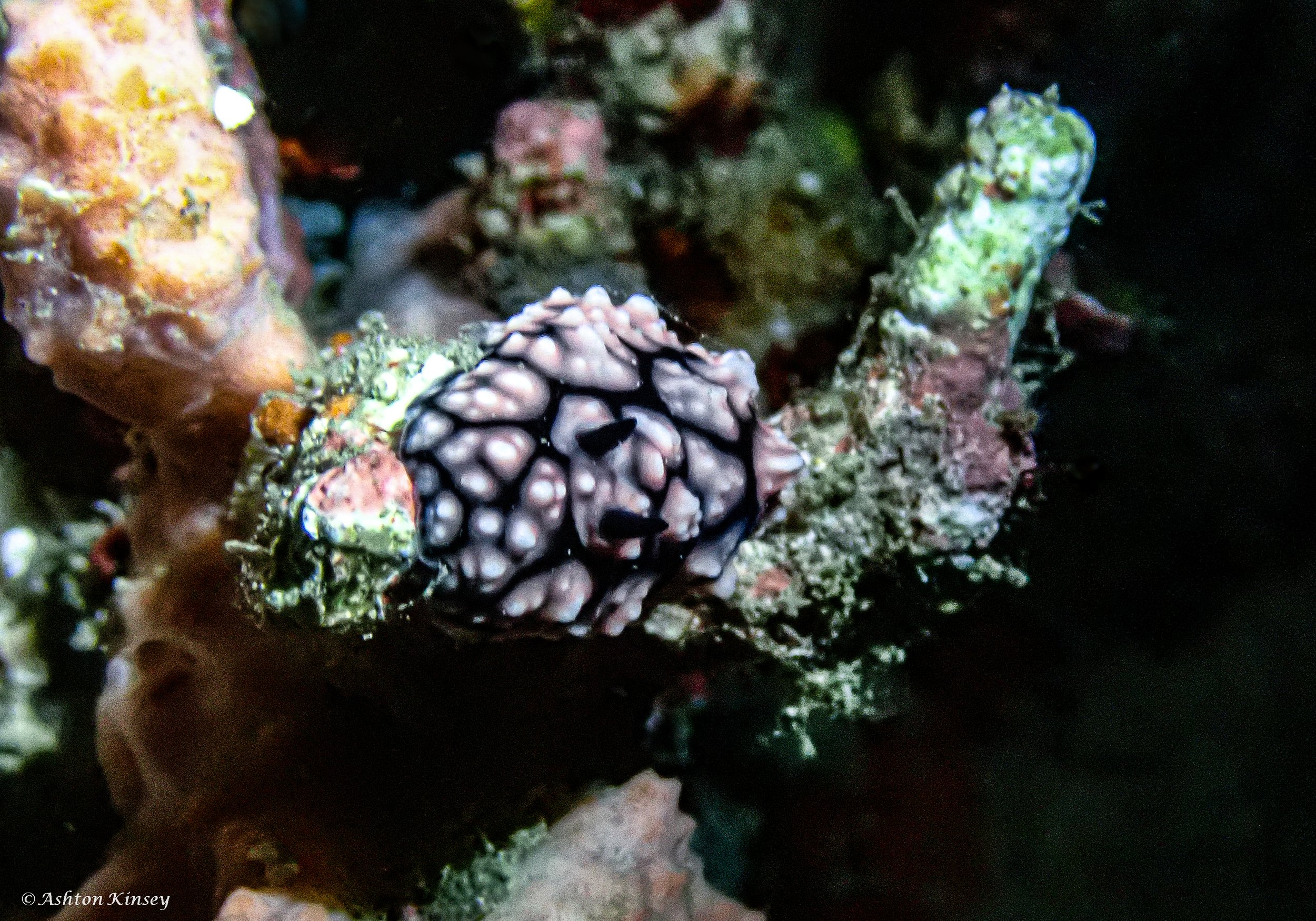 sabalang Wrecks night-15.jpg