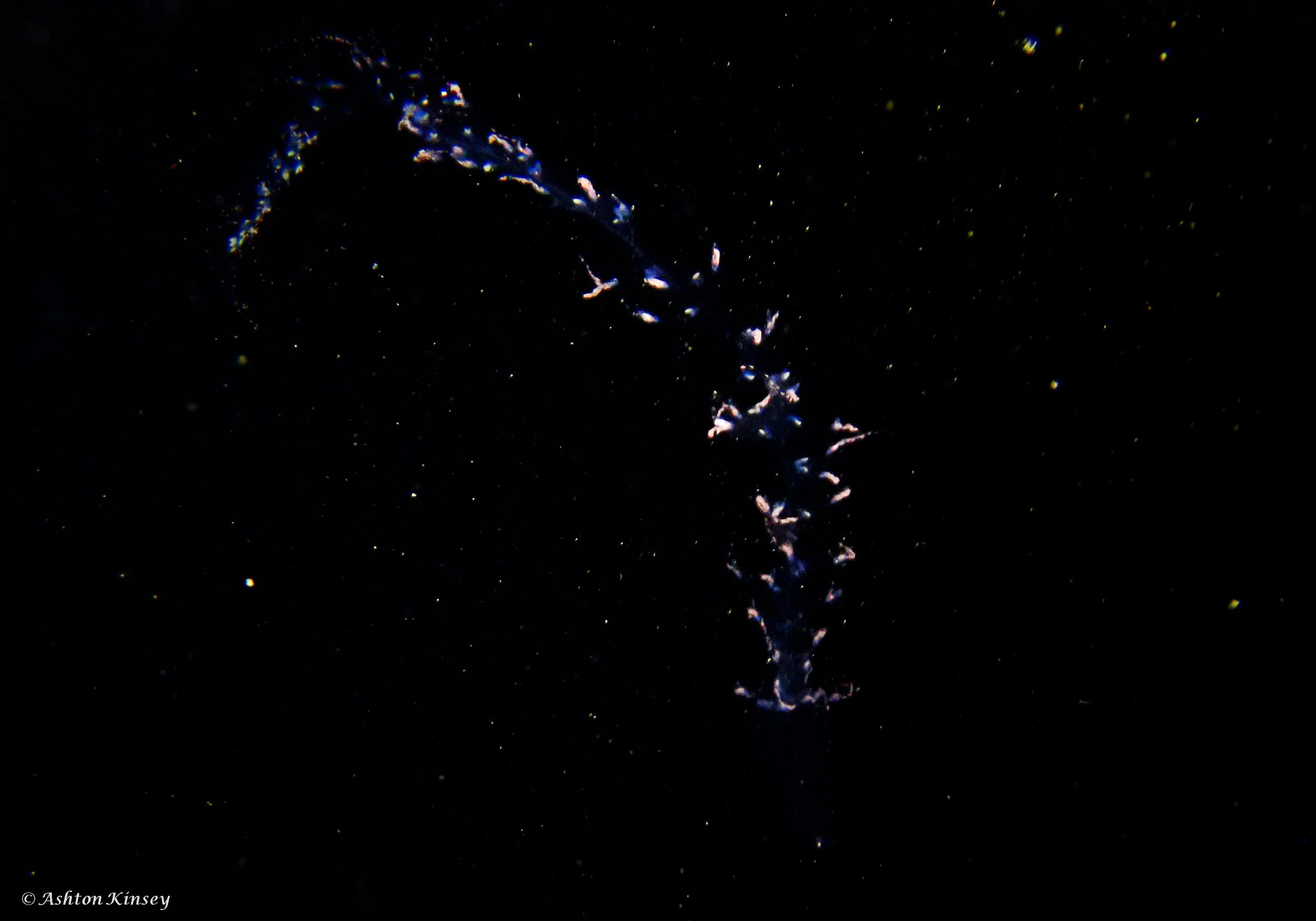 Black Water-2.jpg