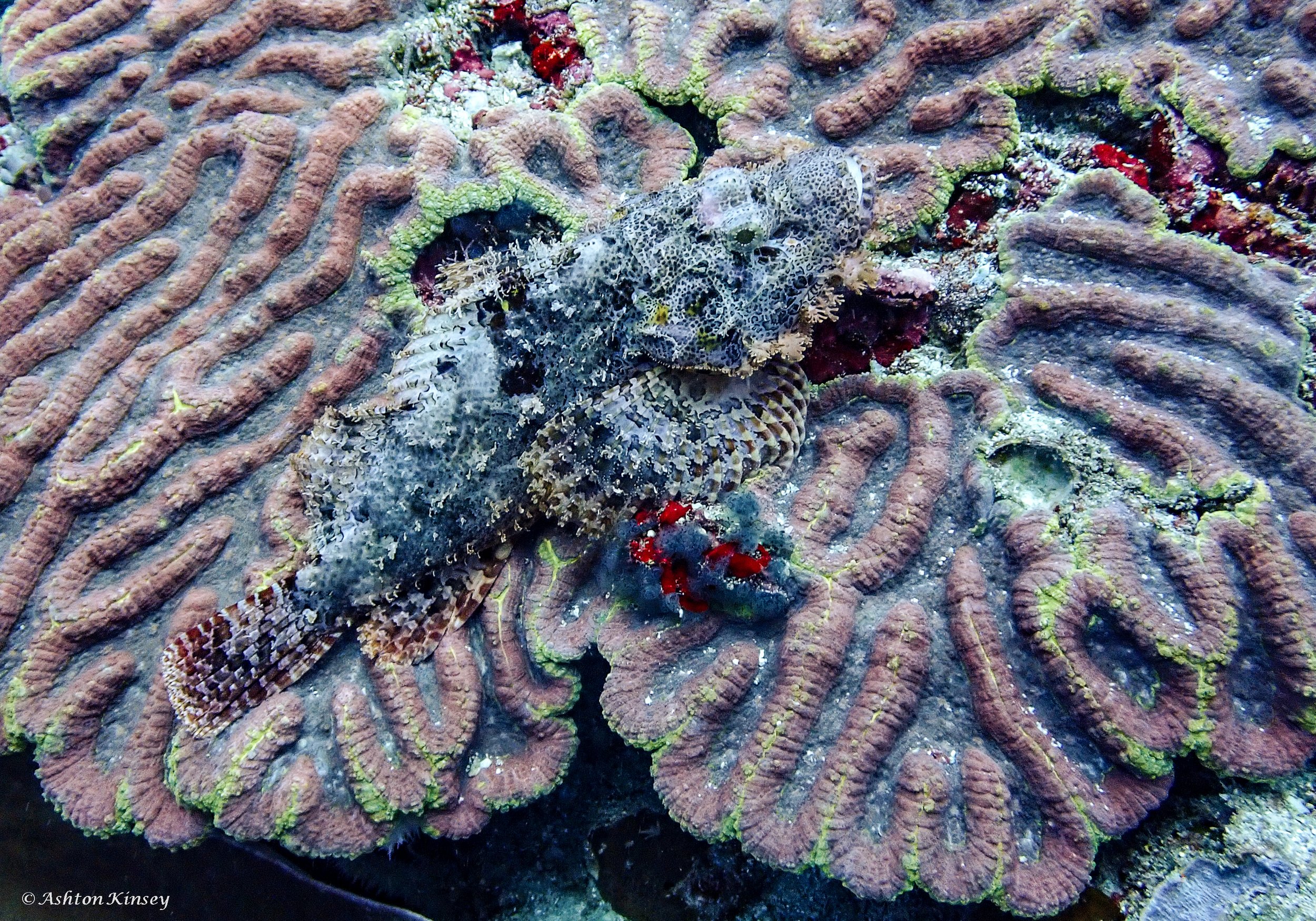 Verday Island Dive 1-1.jpg