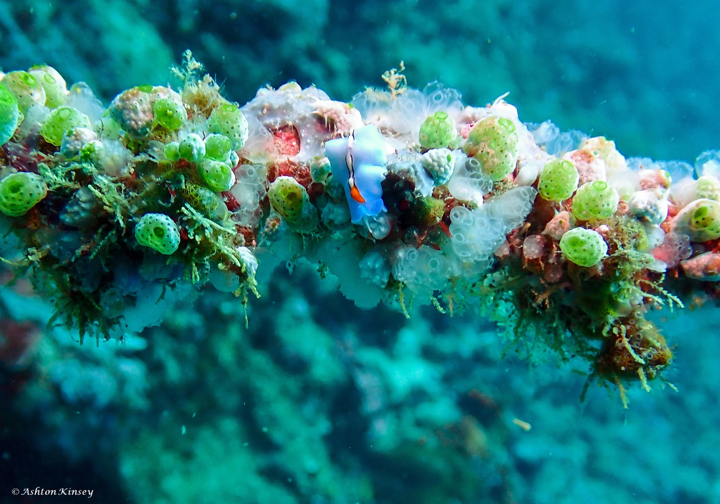 Verday Island Dive 1.jpg