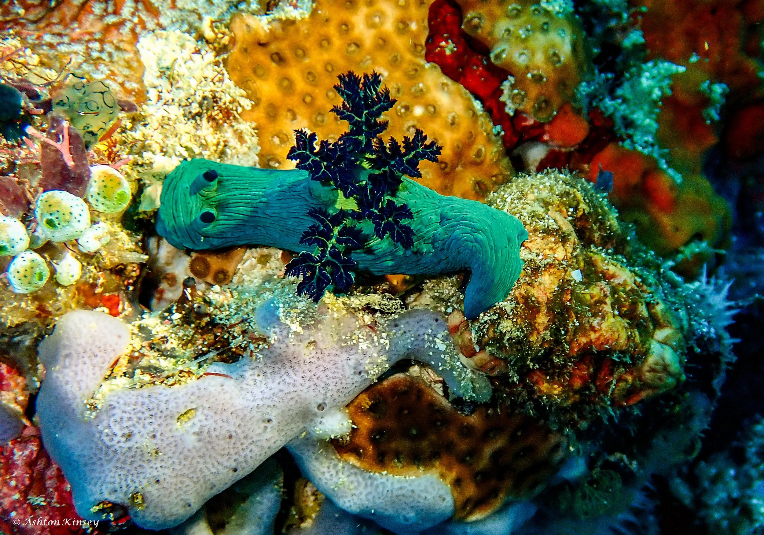 Verday Island Dive 1-2.jpg
