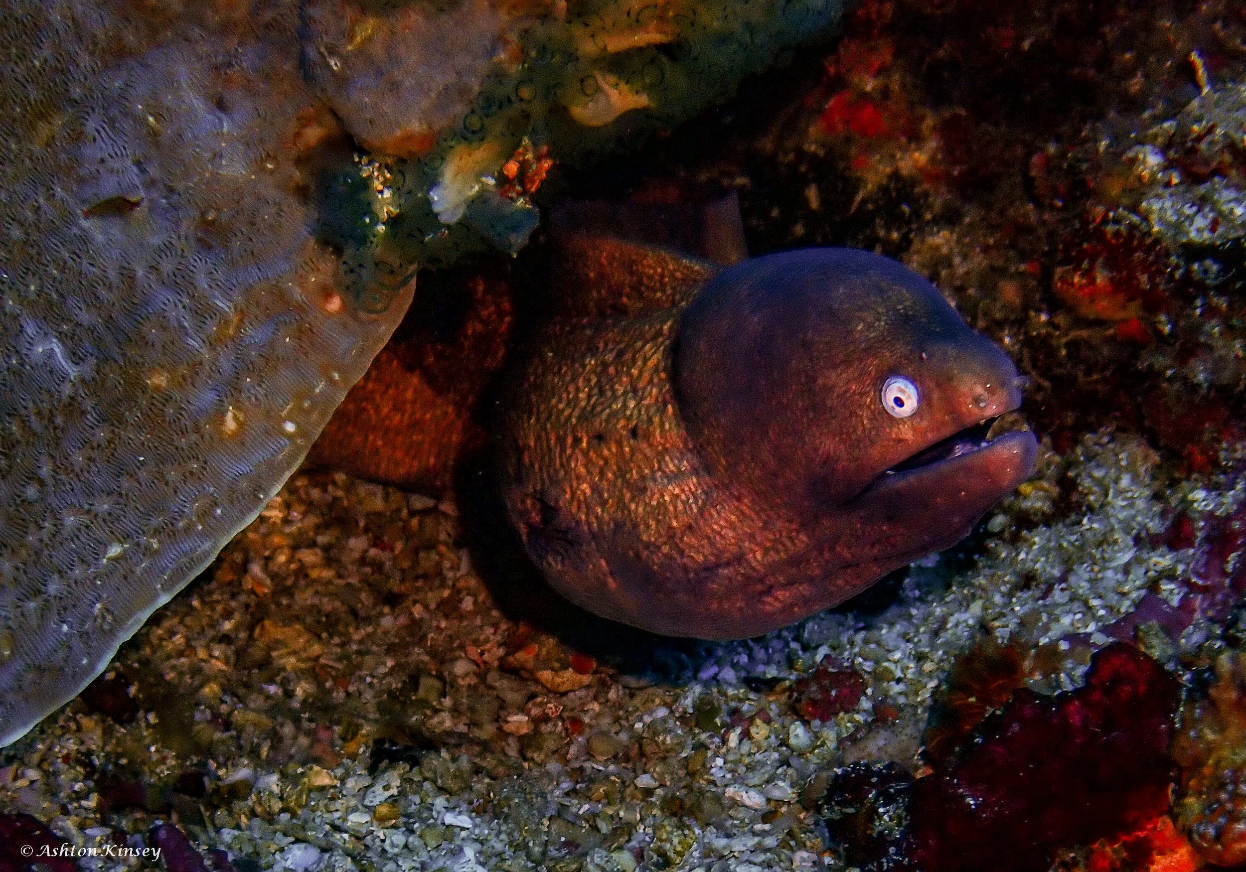 Verday Island Dive 1-3.jpg