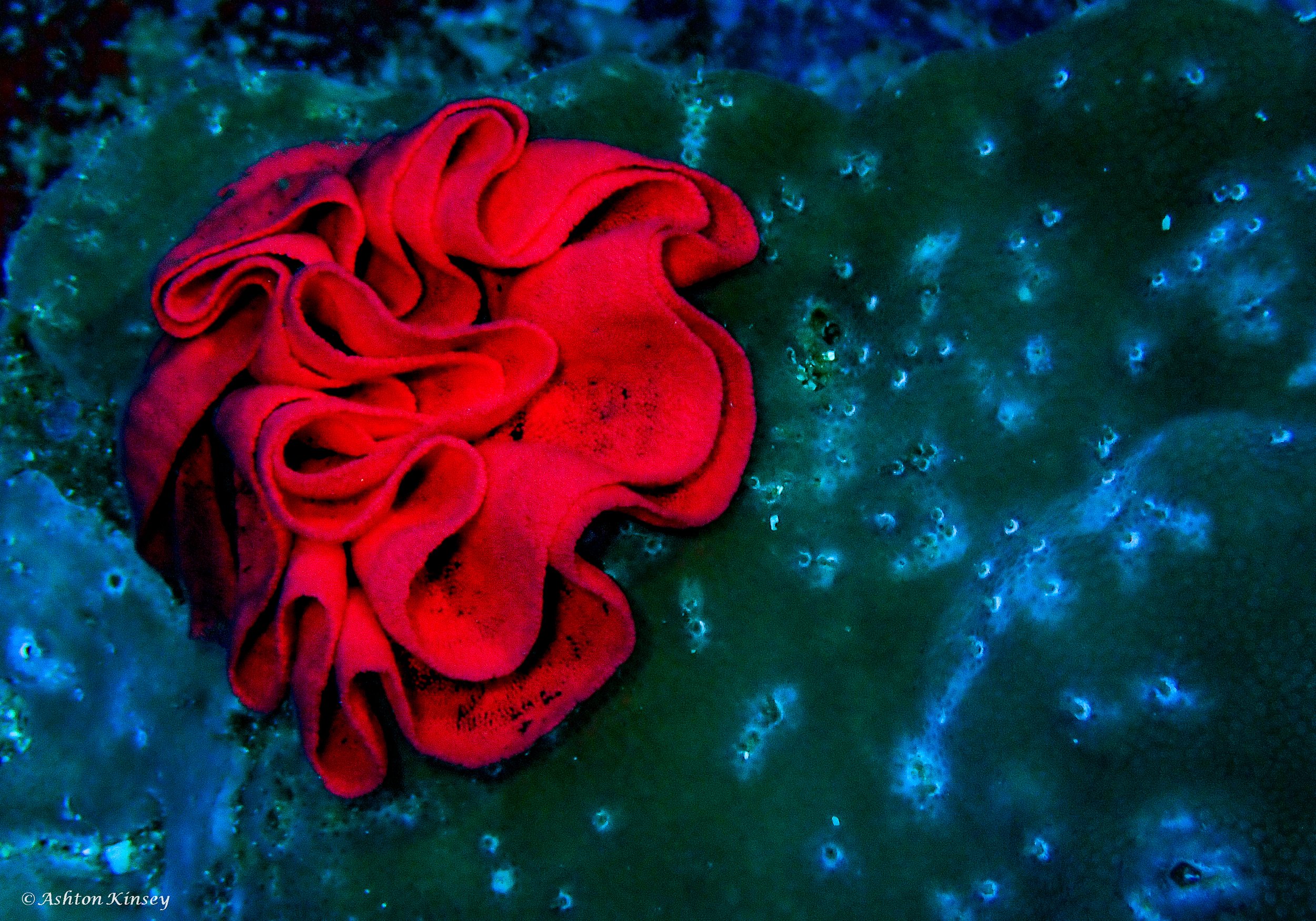 Verday Island Dive 1-4.jpg