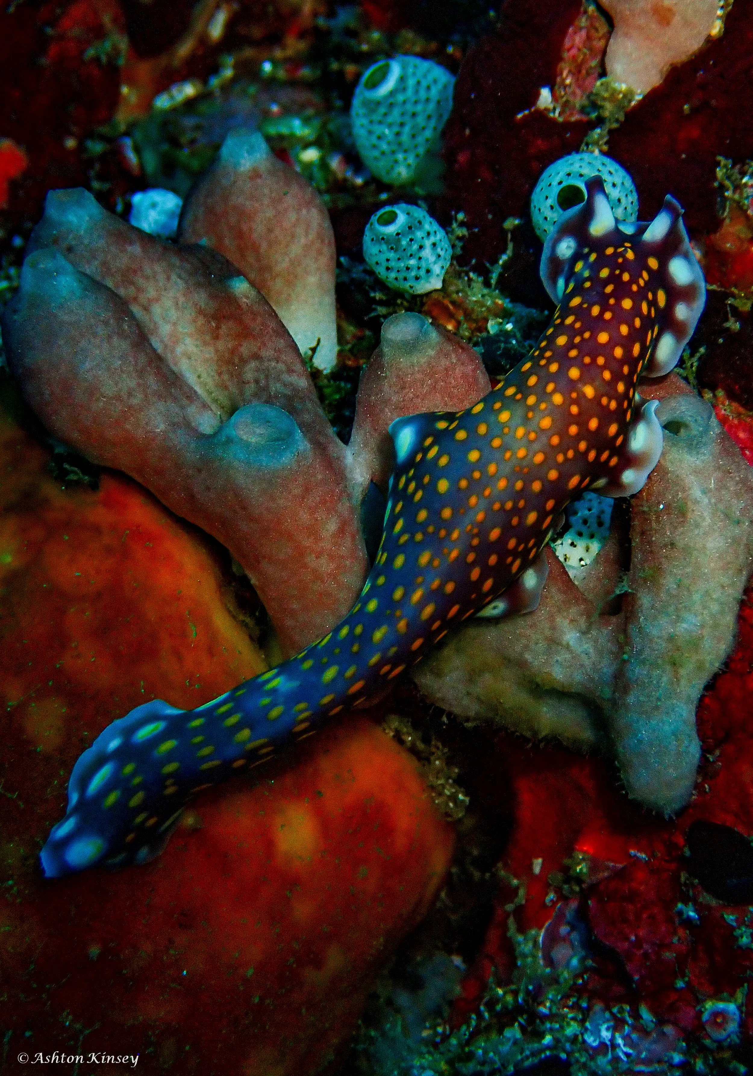 Verday Island Dive 1-5.jpg