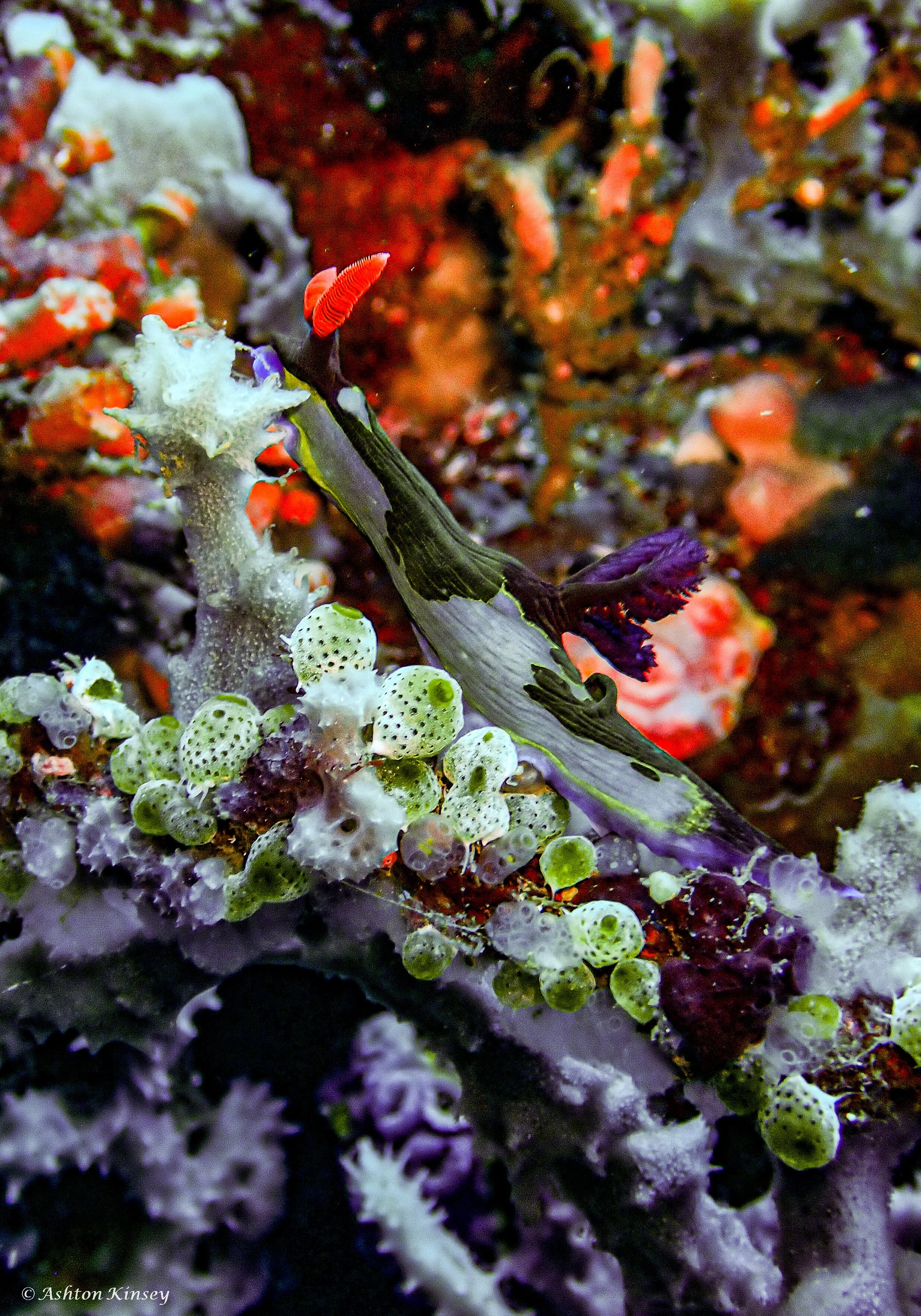 Verday Island Dive 1-6.jpg