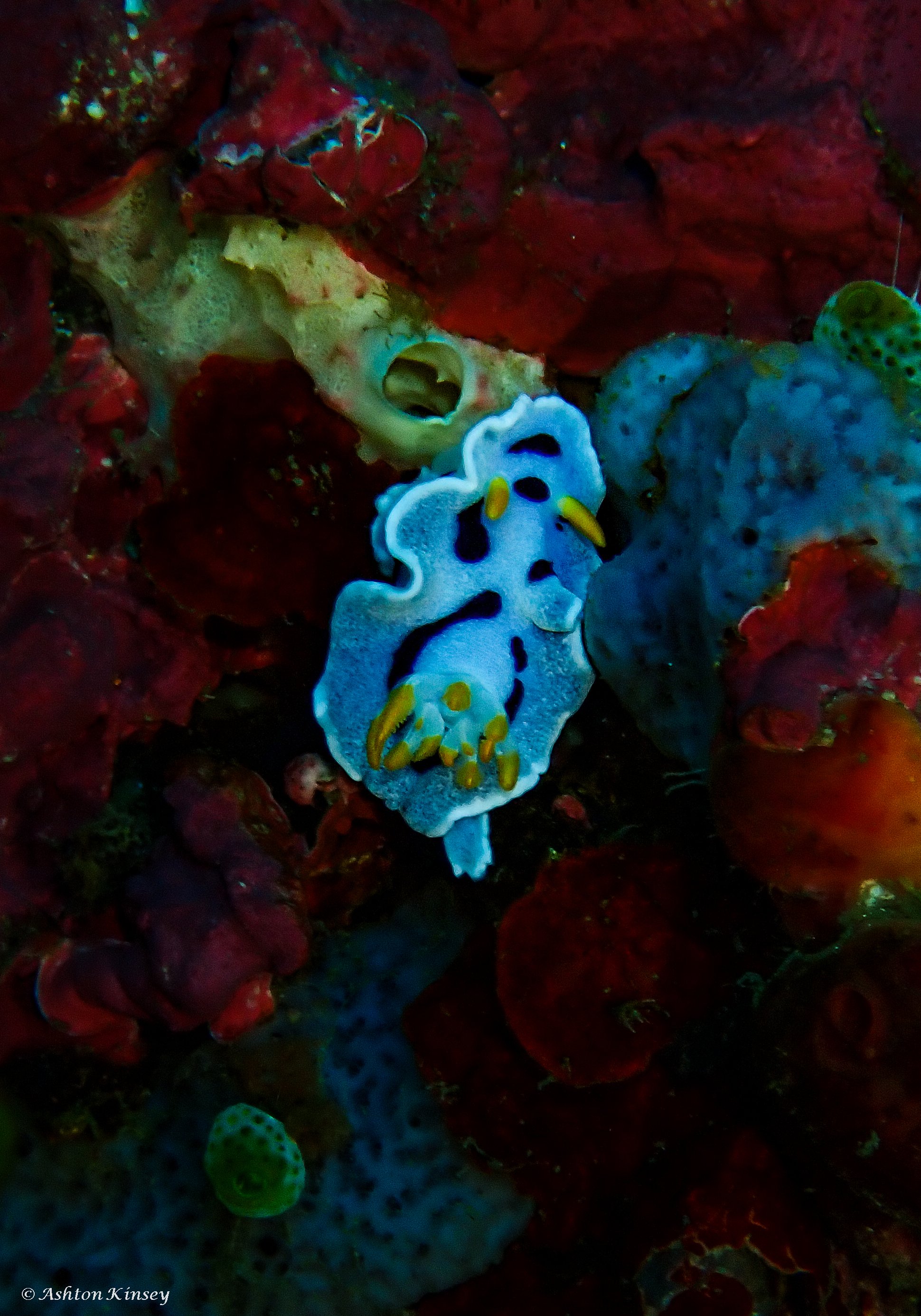 Verday Island Dive 1-8.jpg