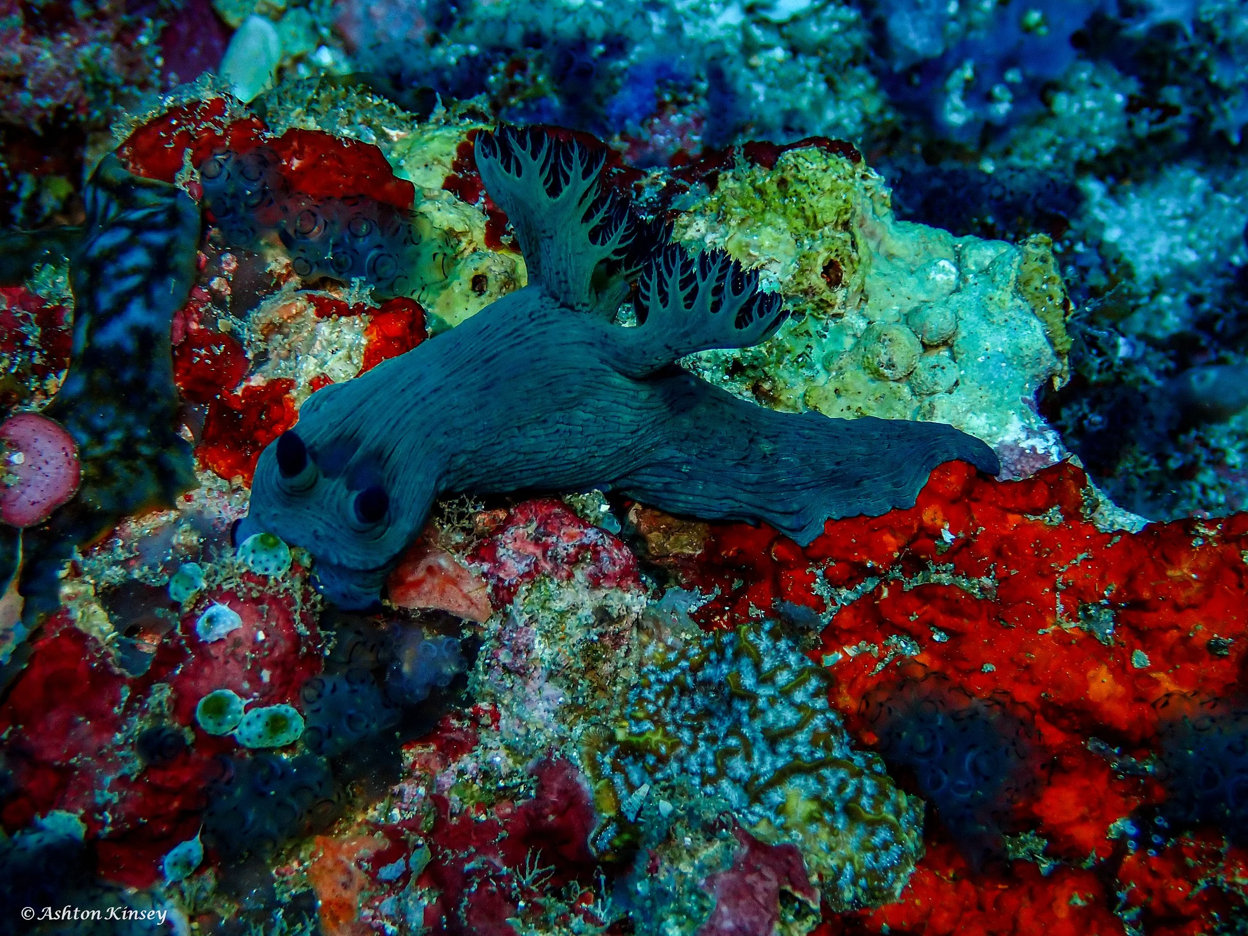 Verday Island Dive 1-7.jpg