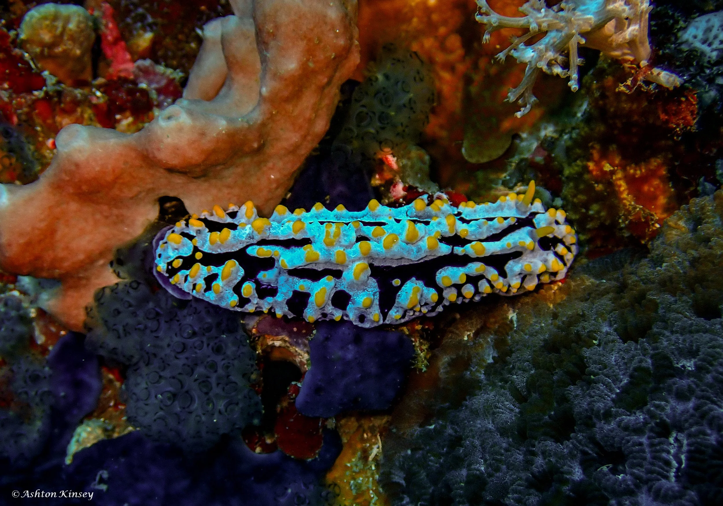 Verday Island Dive 1-9.jpg