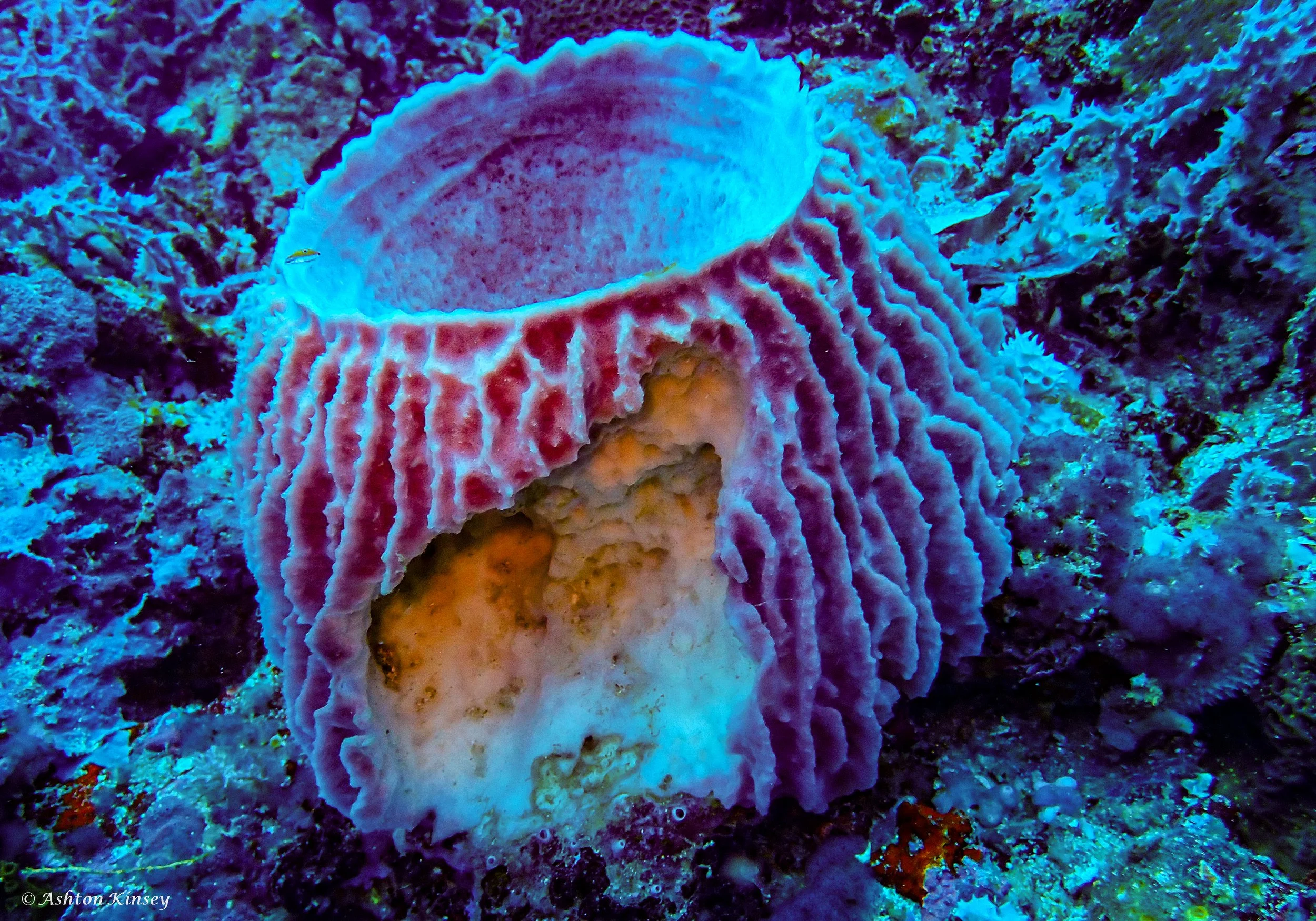 Verday Island Dive 1-10.jpg