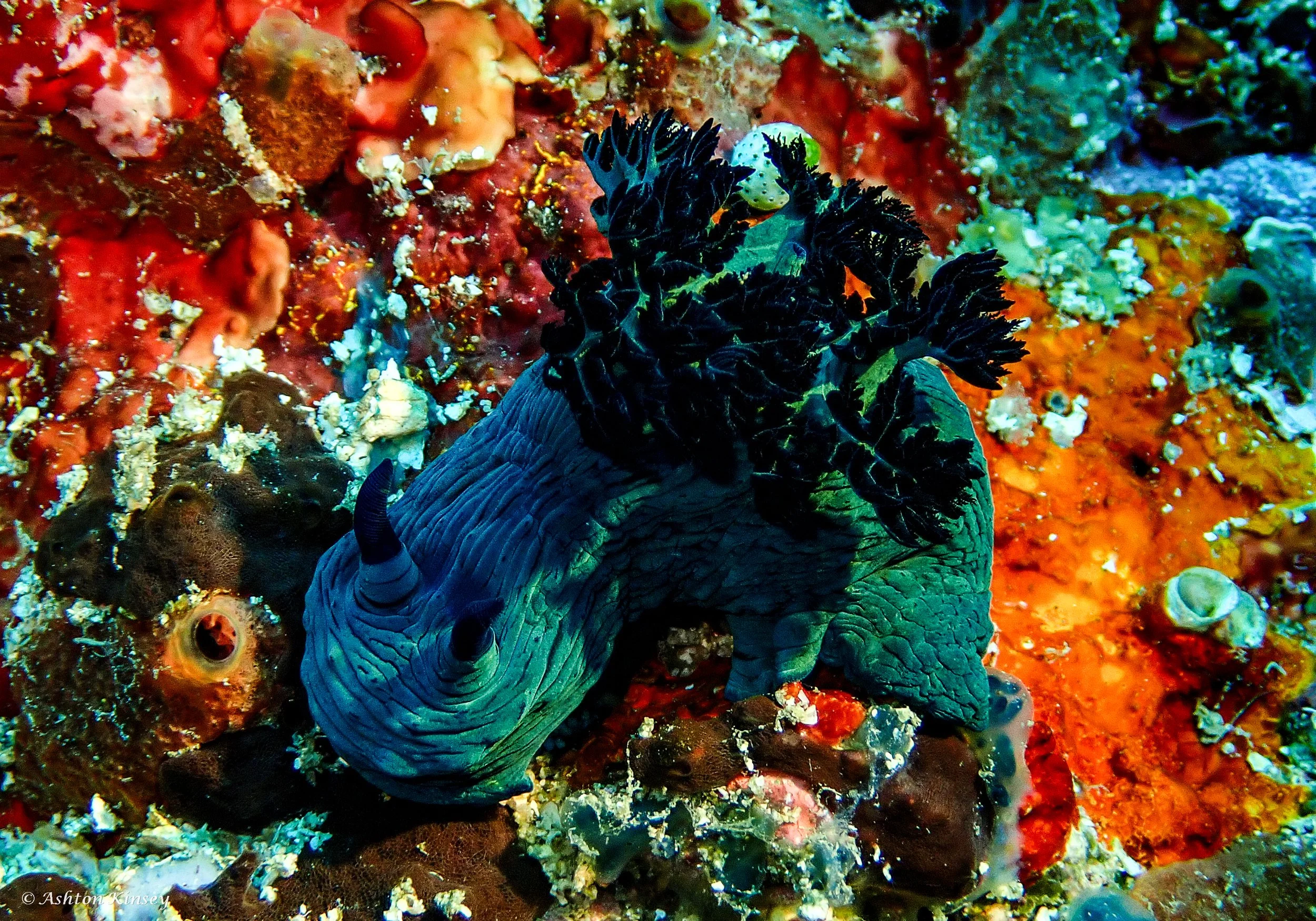 Verday Island Dive 1-11.jpg
