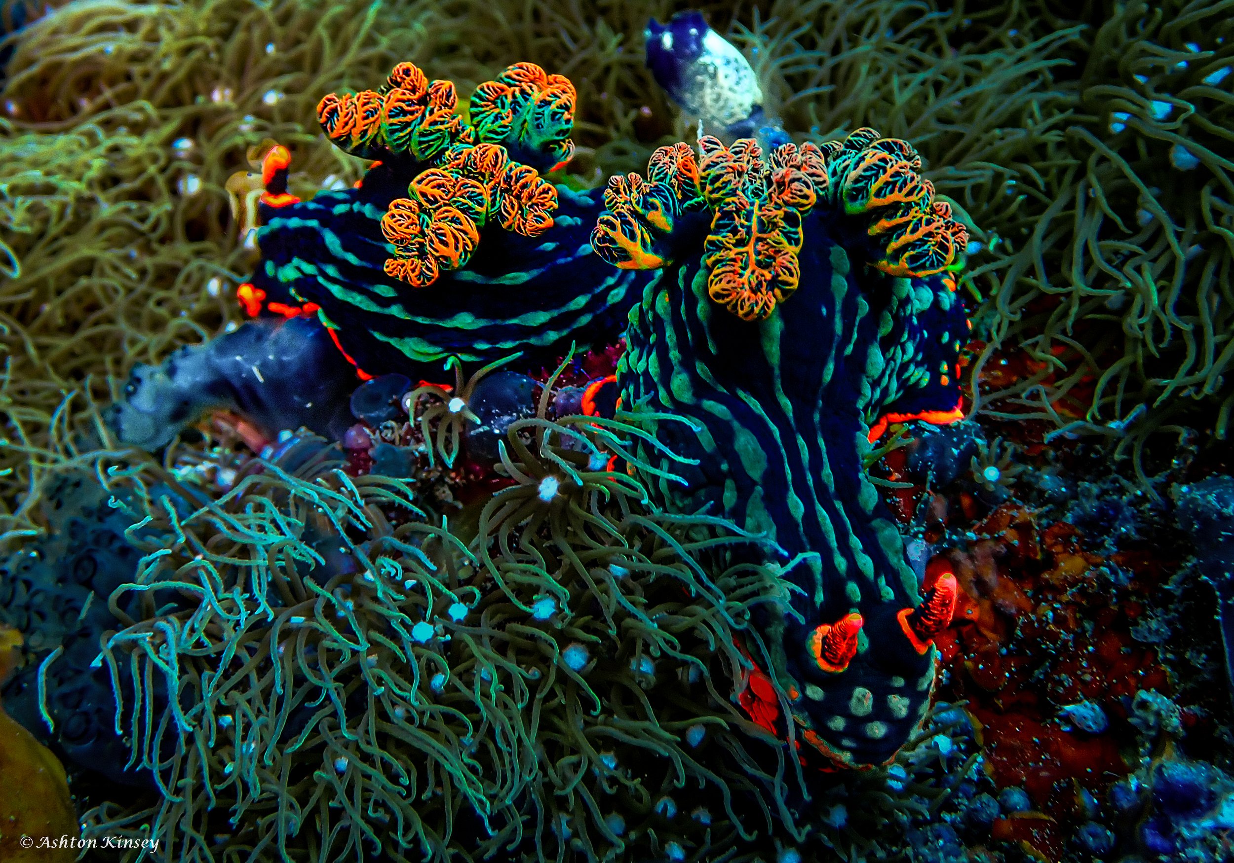 Verday Island Dive 1-12.jpg