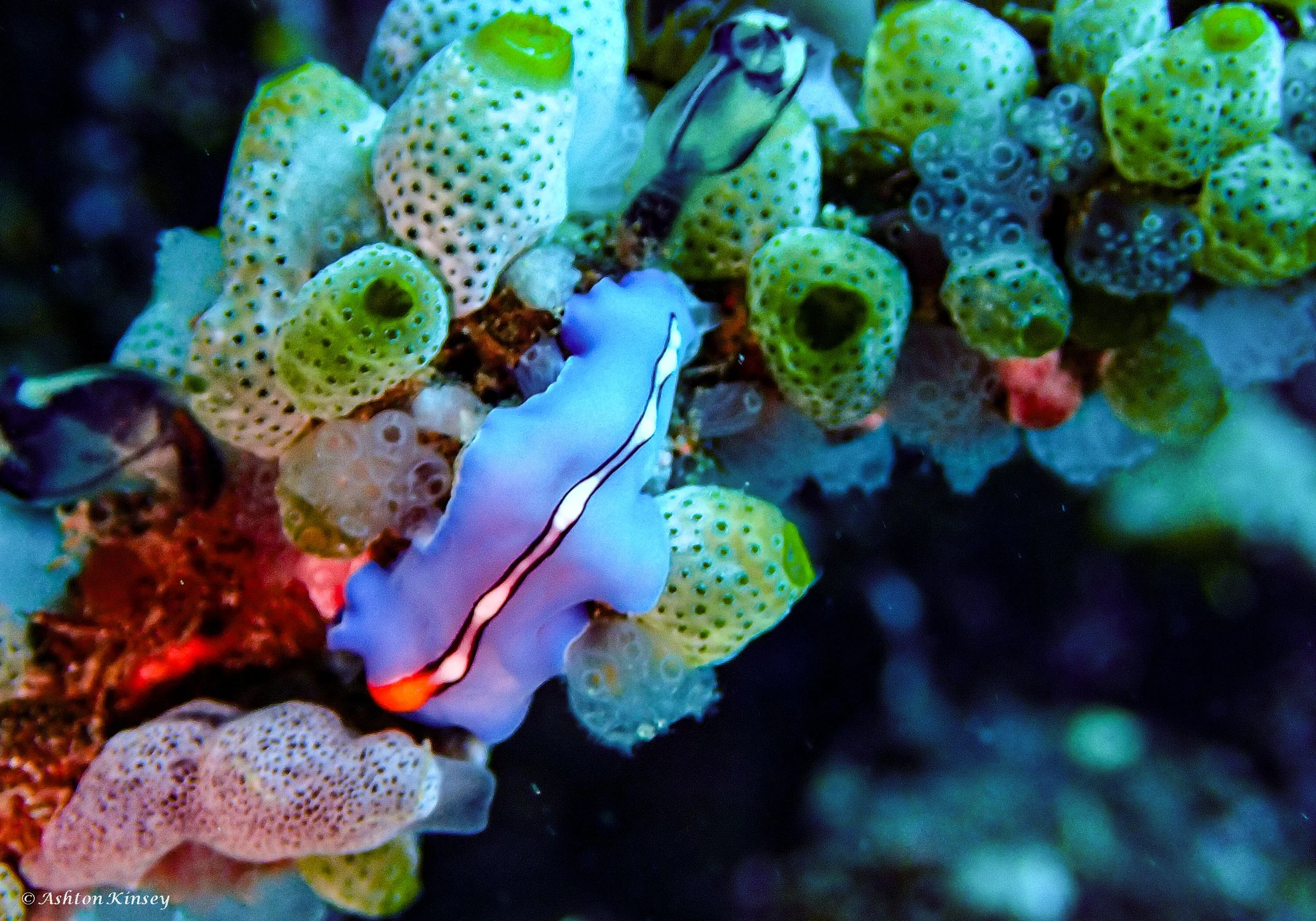 Verday Island Dive 1-13.jpg