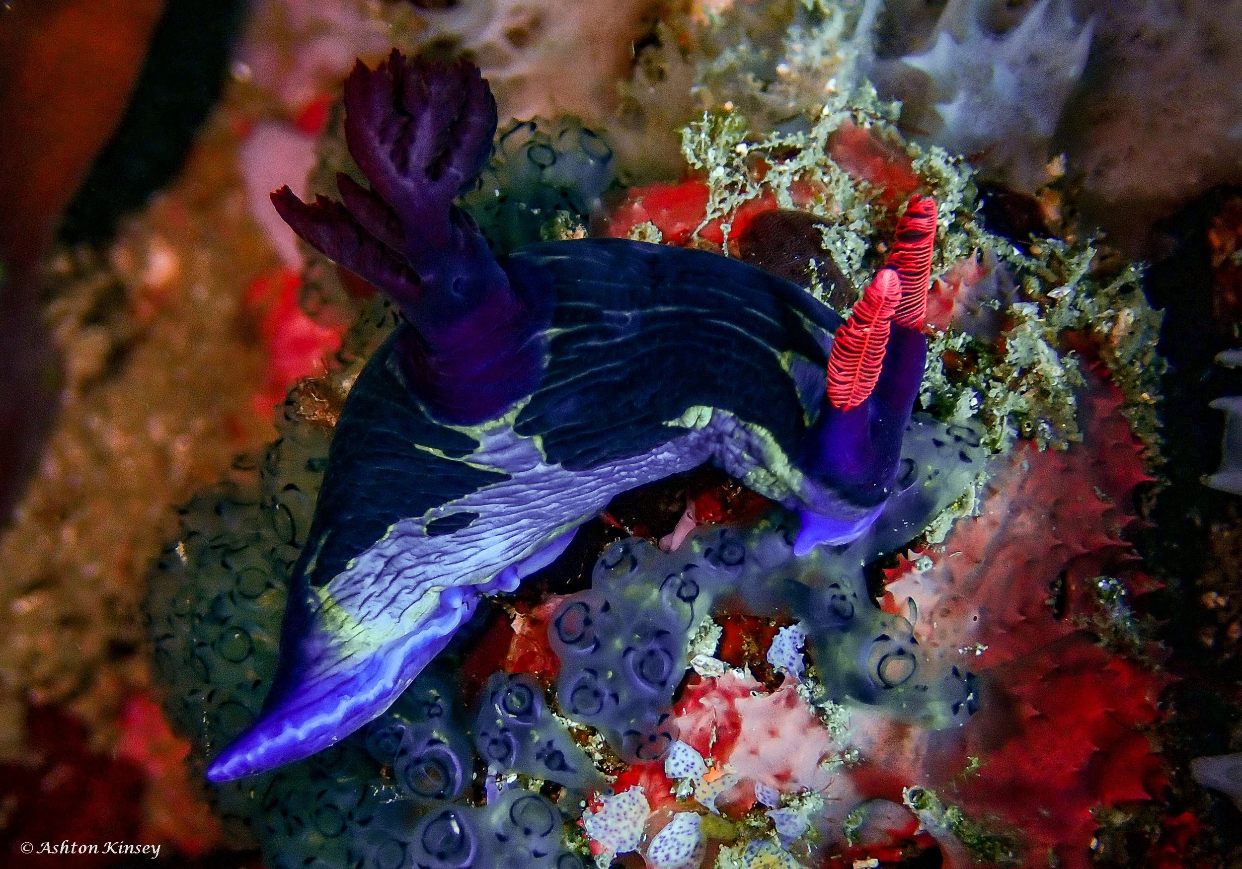 Verday Island Dive 1-14.jpg