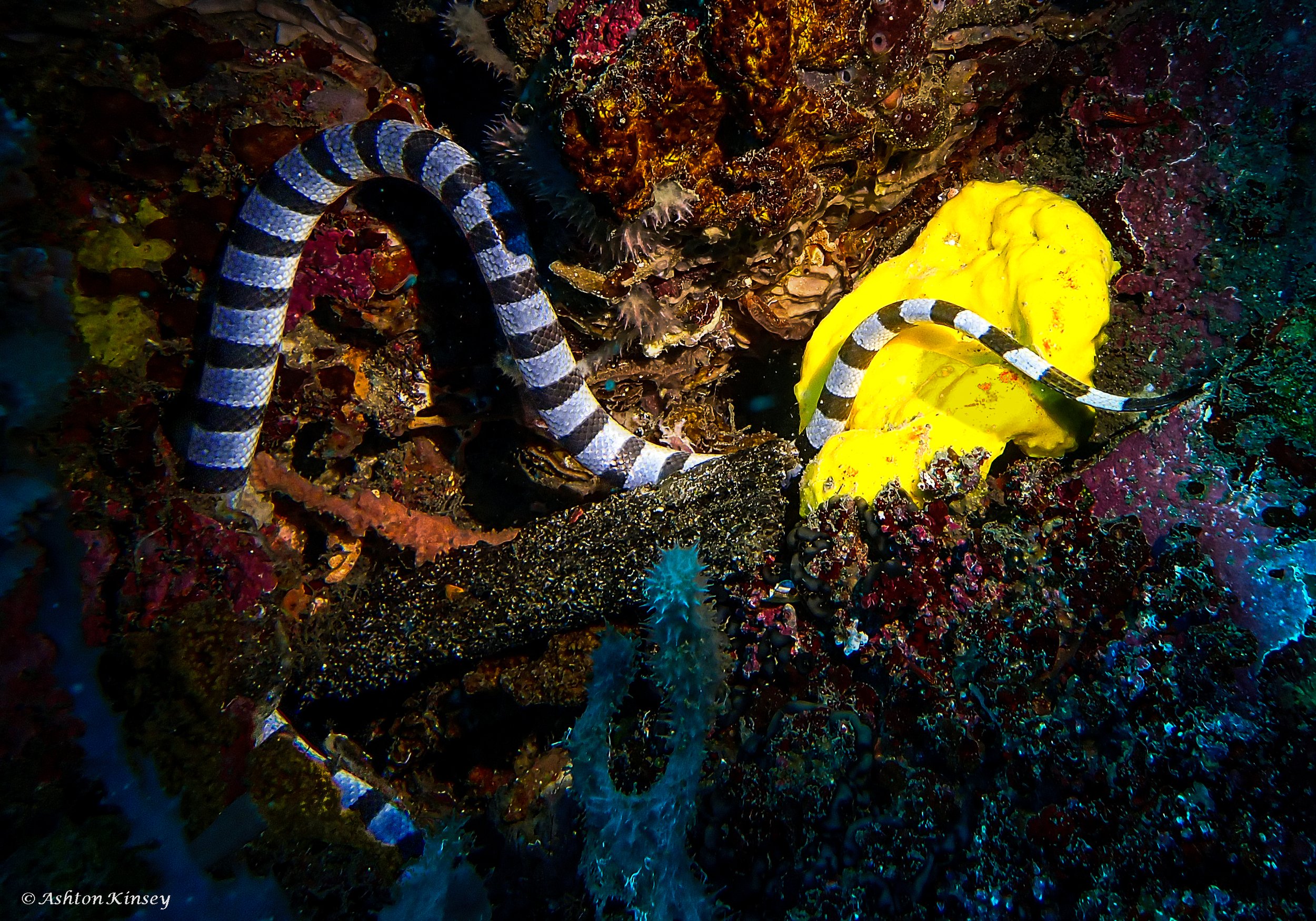 Verday Island Dive 2-1.jpg