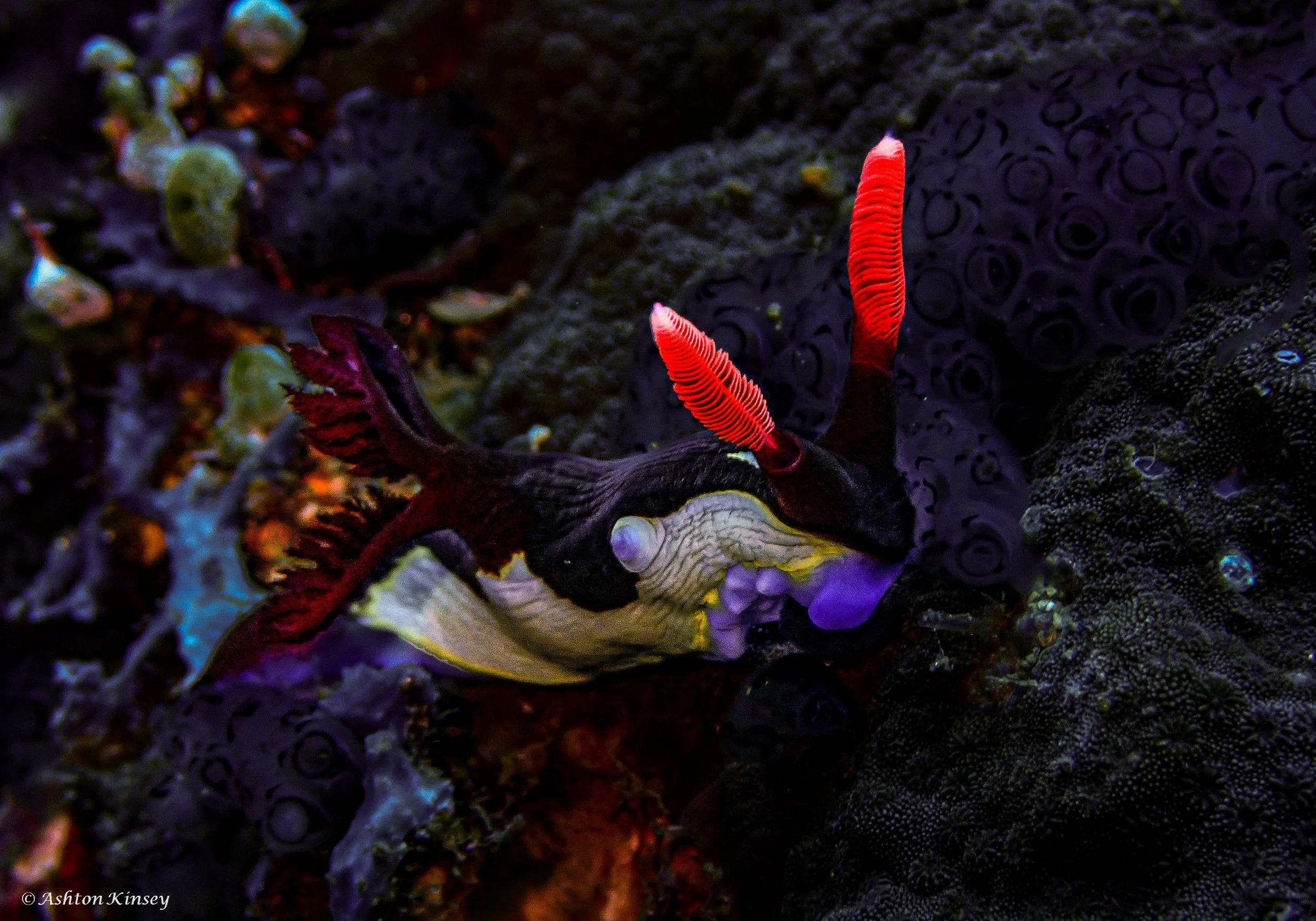 Verday Island Dive 2.jpg
