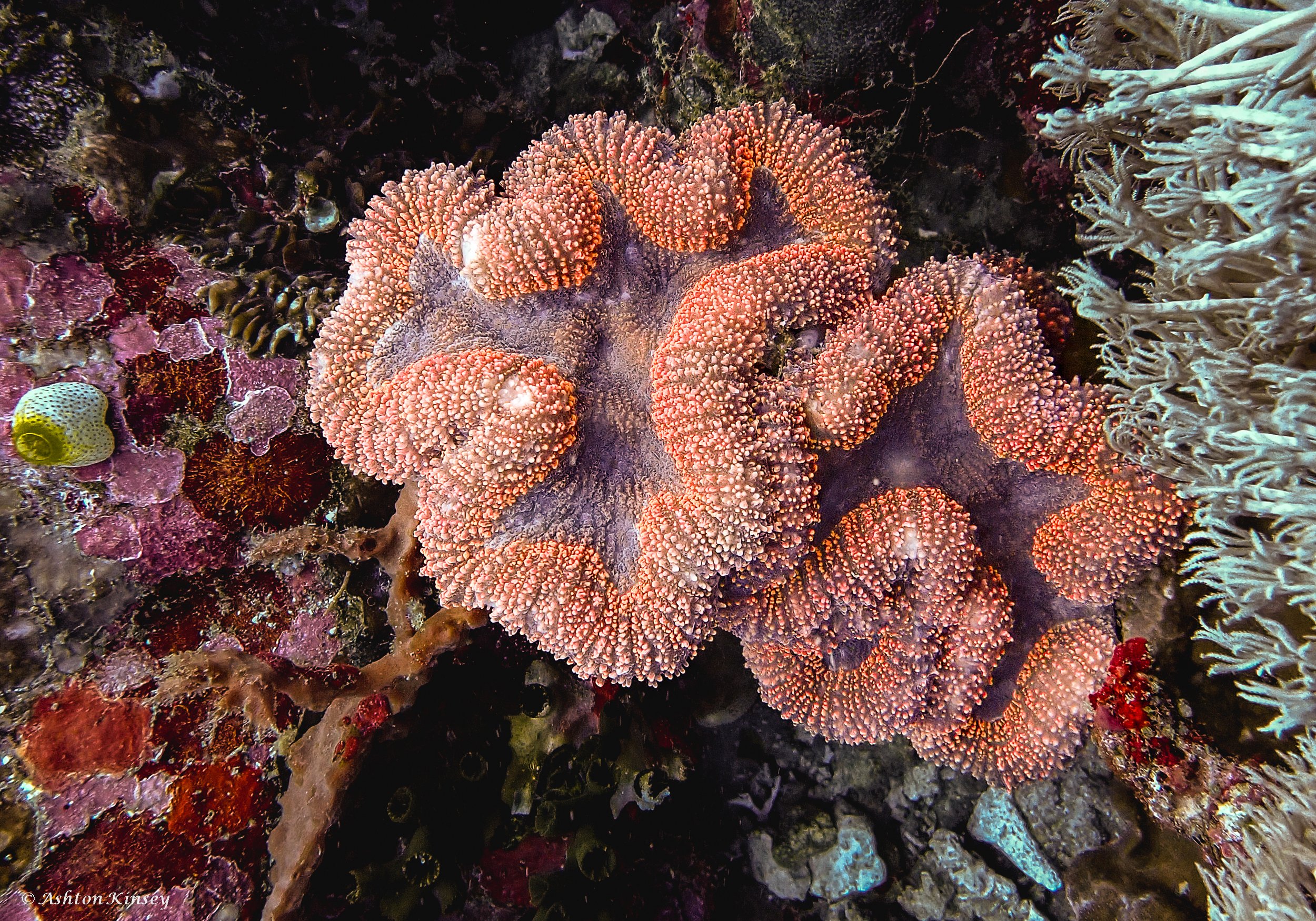 Verday Island Dive 2-2.jpg