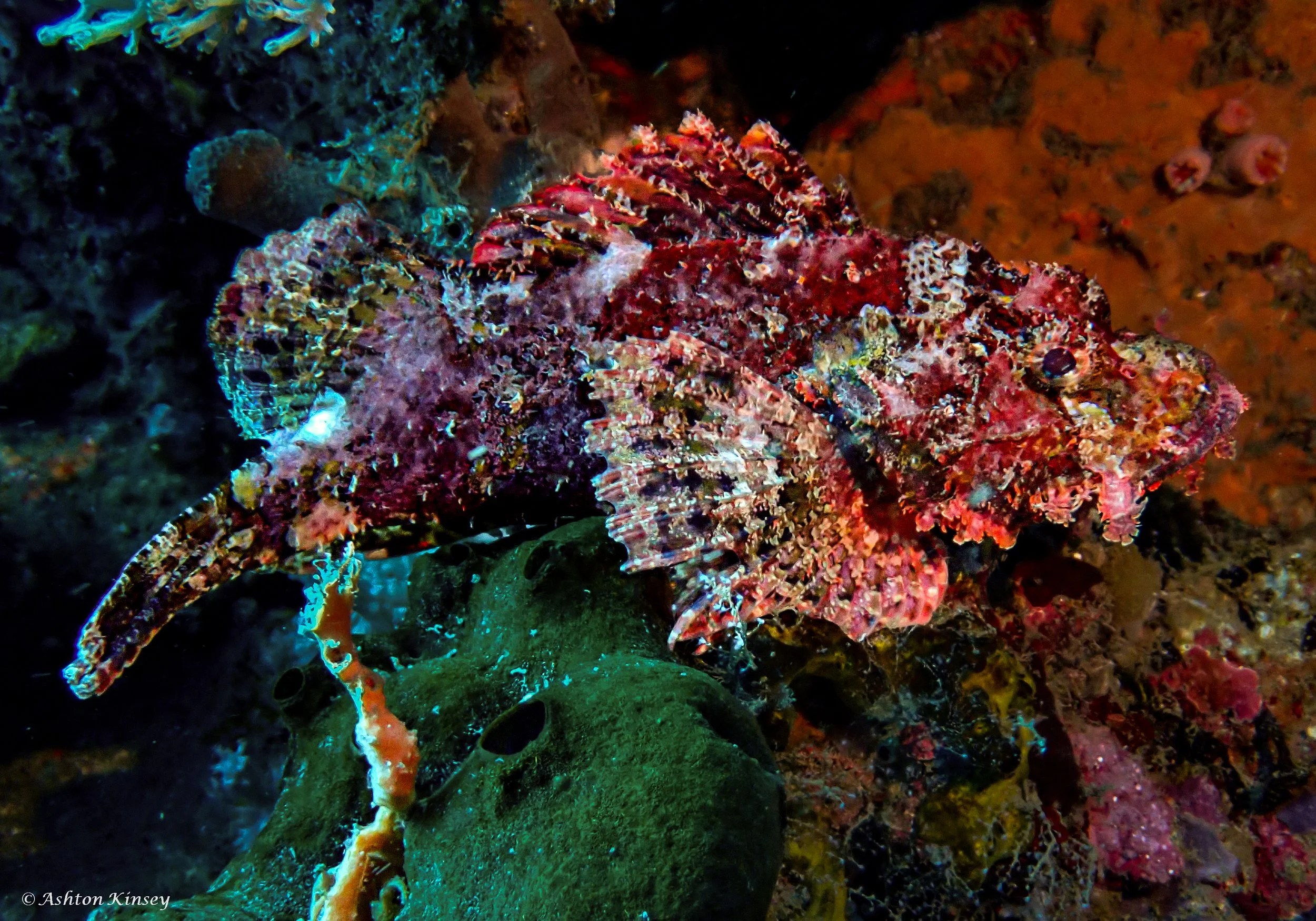 Verday Island Dive 2-3.jpg