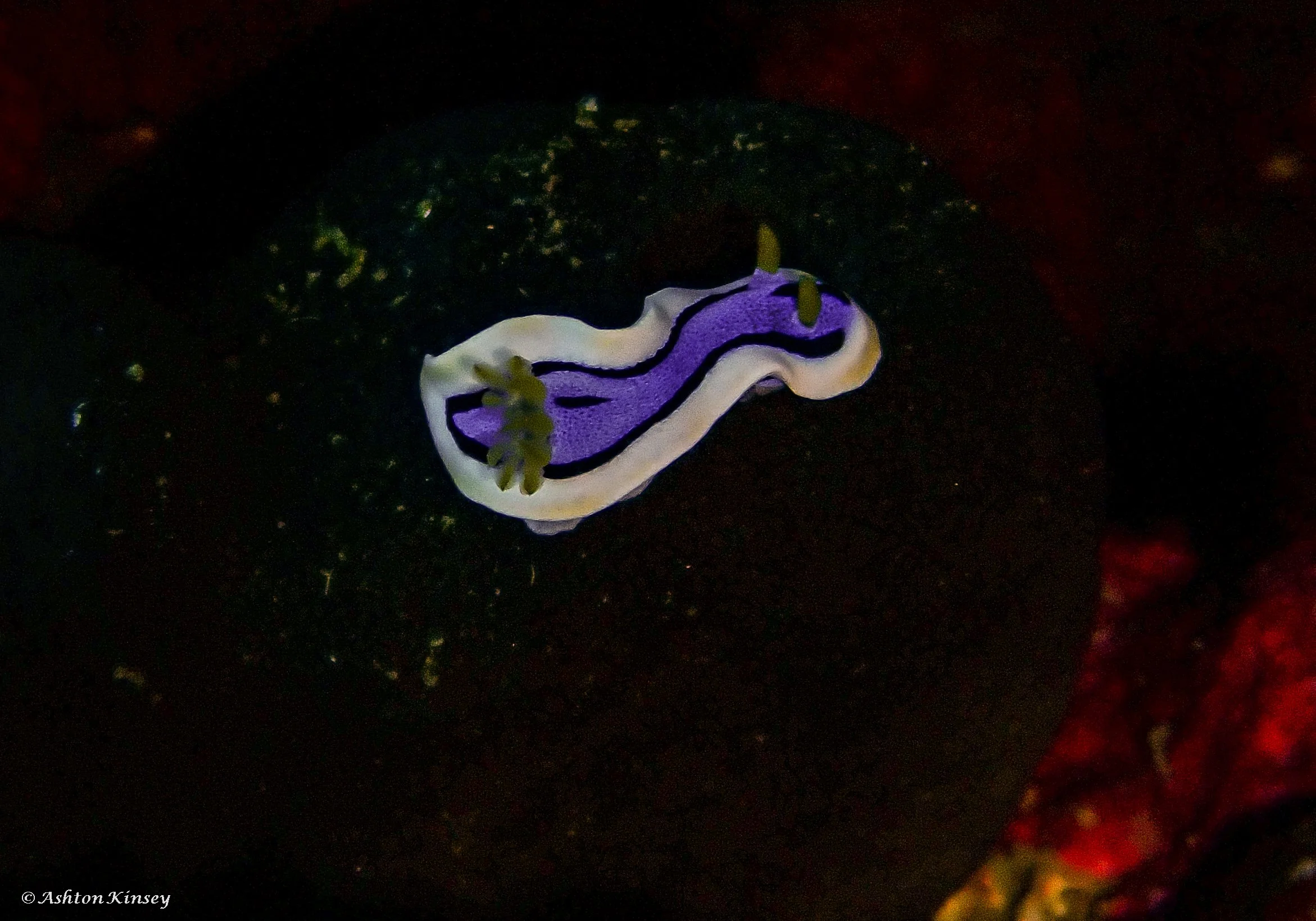 Verday Island Dive 2-5.jpg