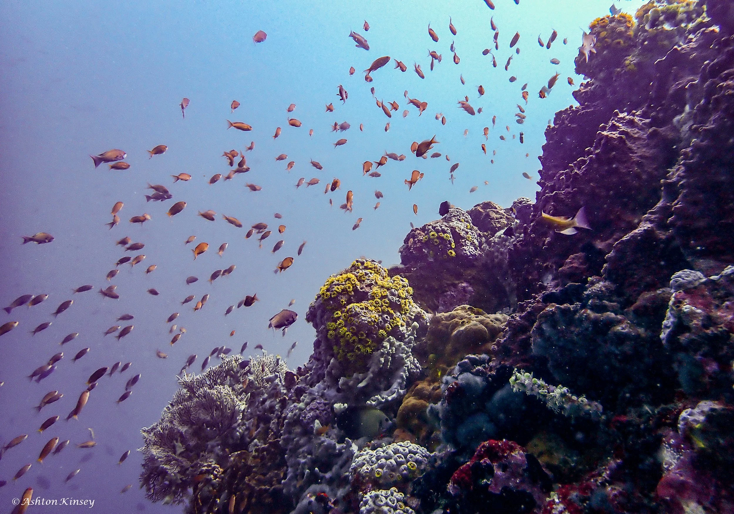 Verday Island Dive 2-4.jpg