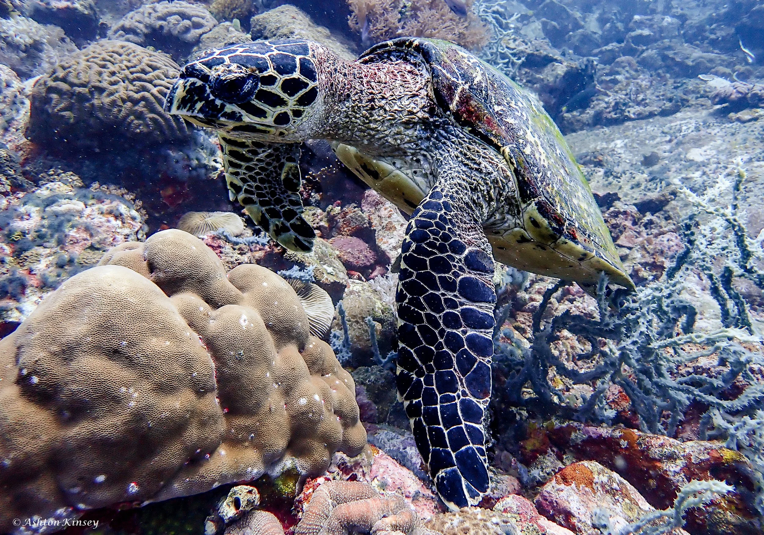 Verday Island Dive 2-6.jpg