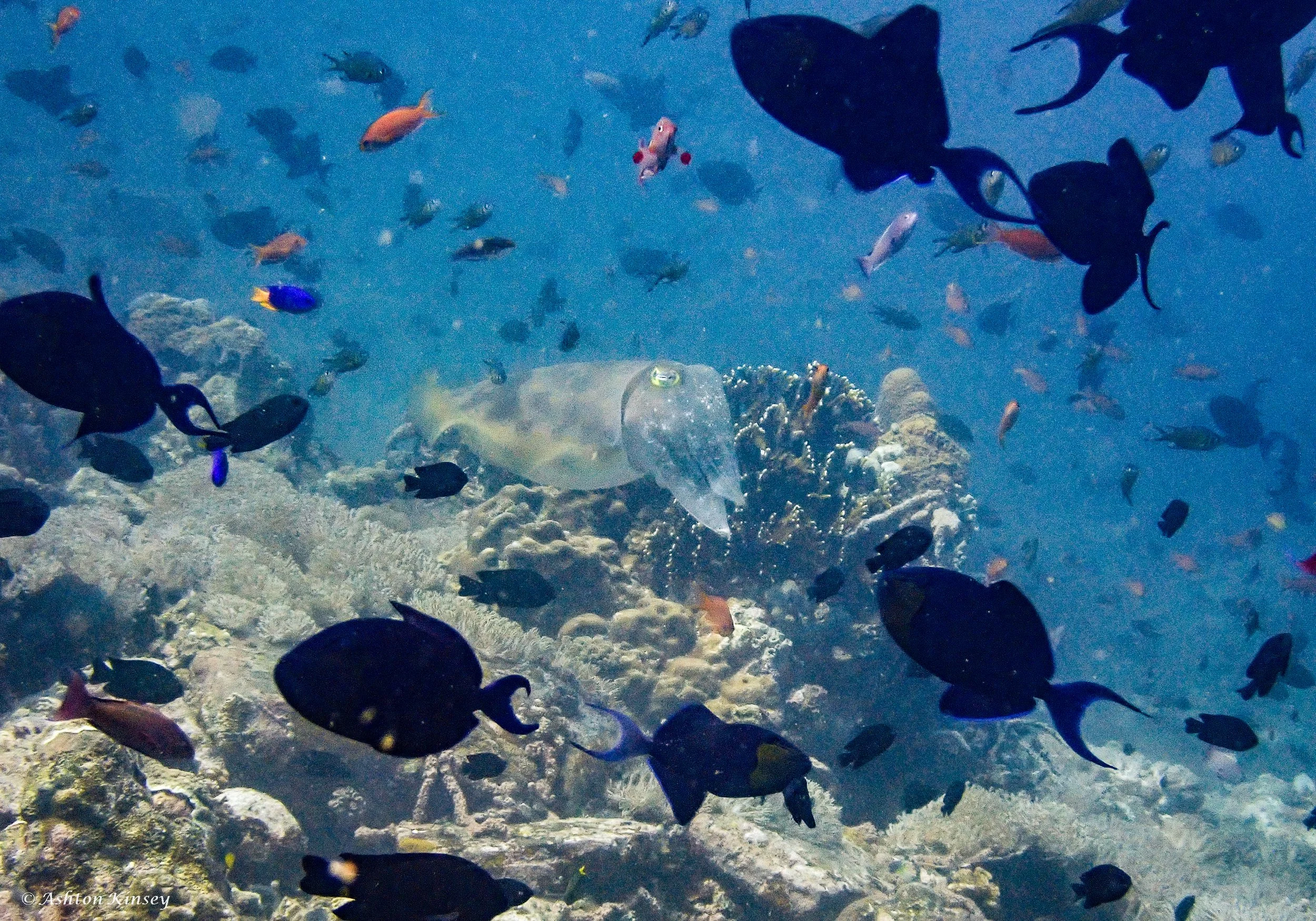 Verday Island Dive 2-7.jpg