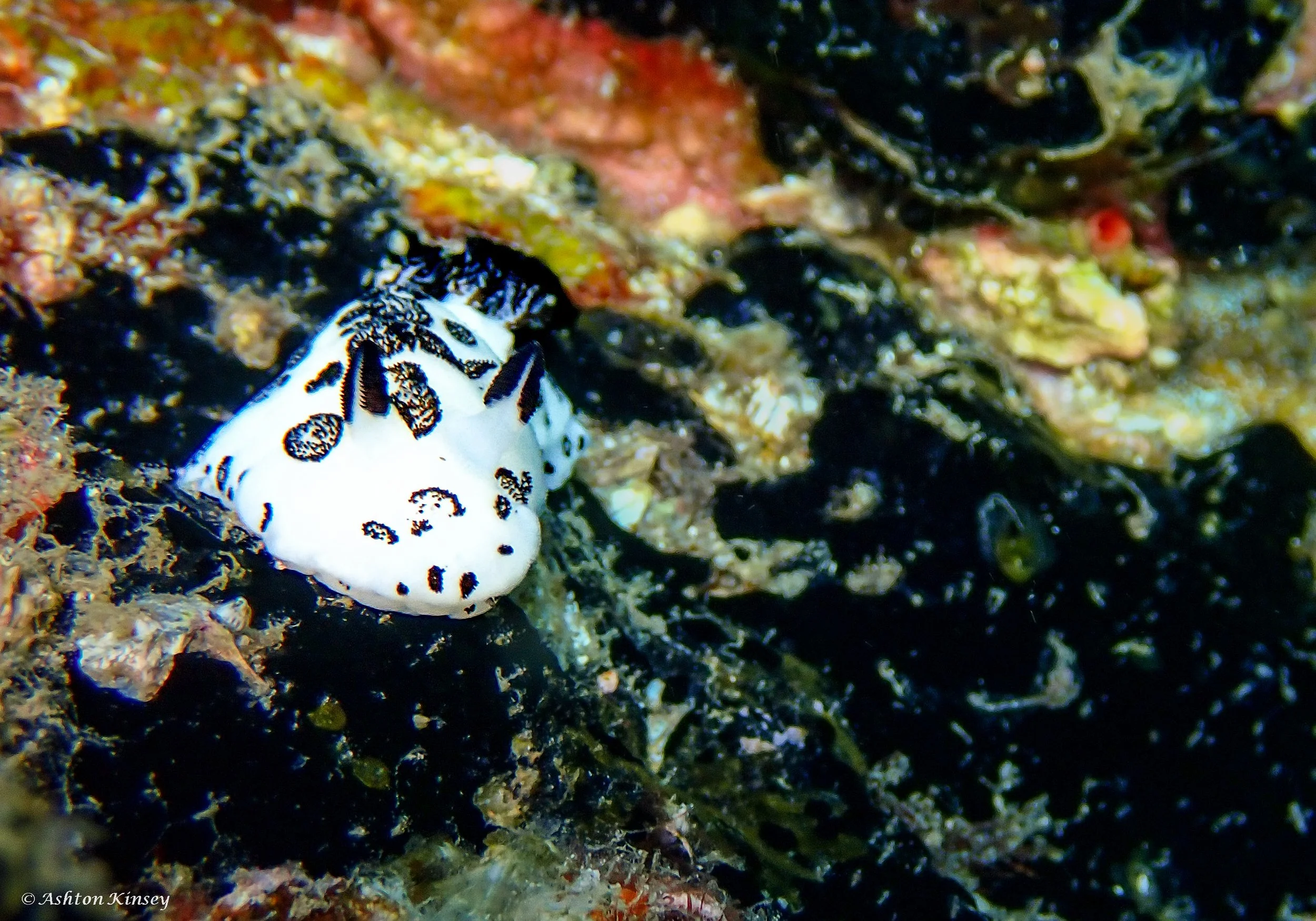 Verday Island Dive 2-8.jpg