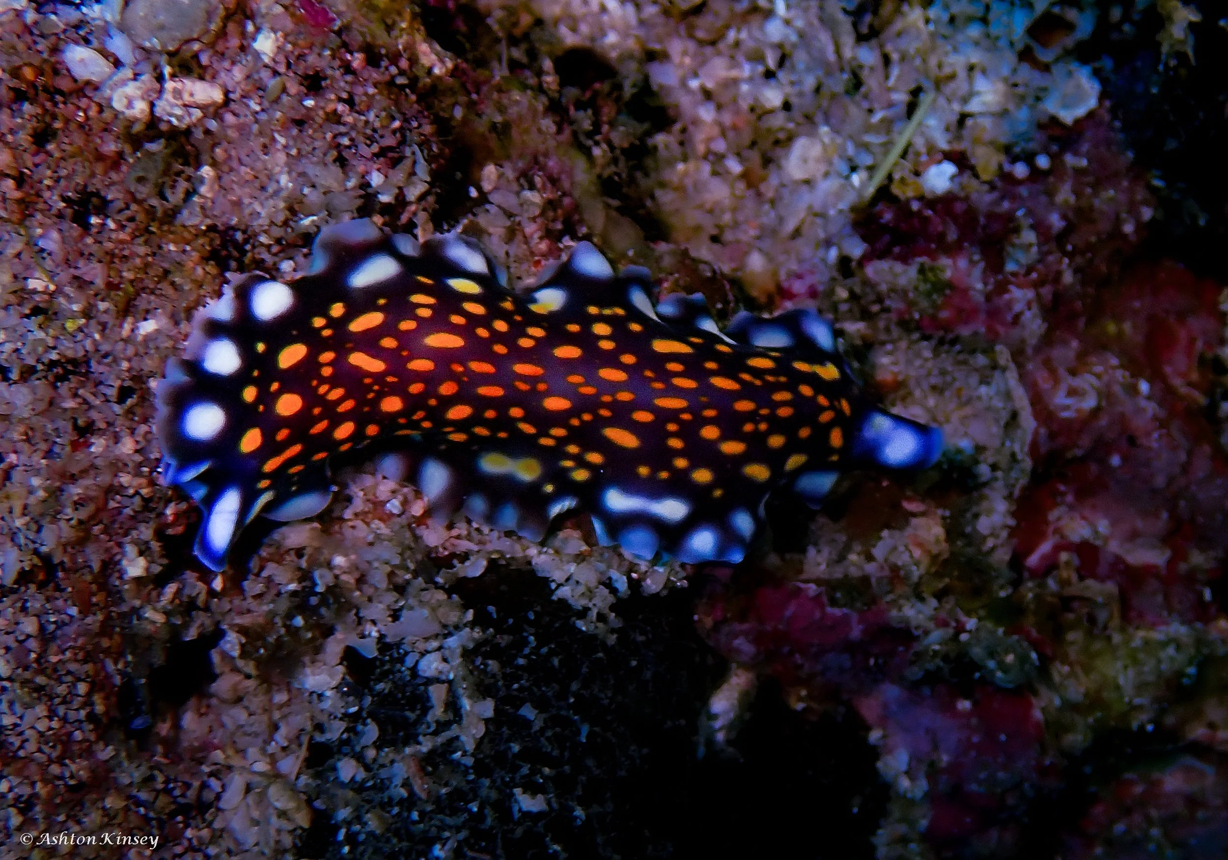 Verday Island Dive 3-1.jpg