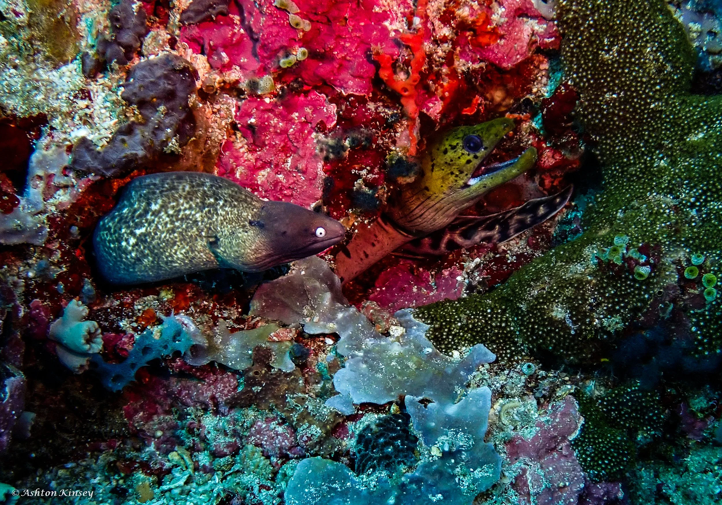 Verday Island Dive 3.jpg