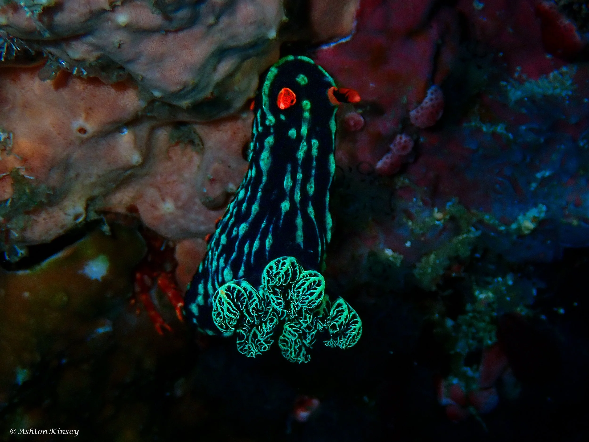 Verday Island Dive 3-2.jpg