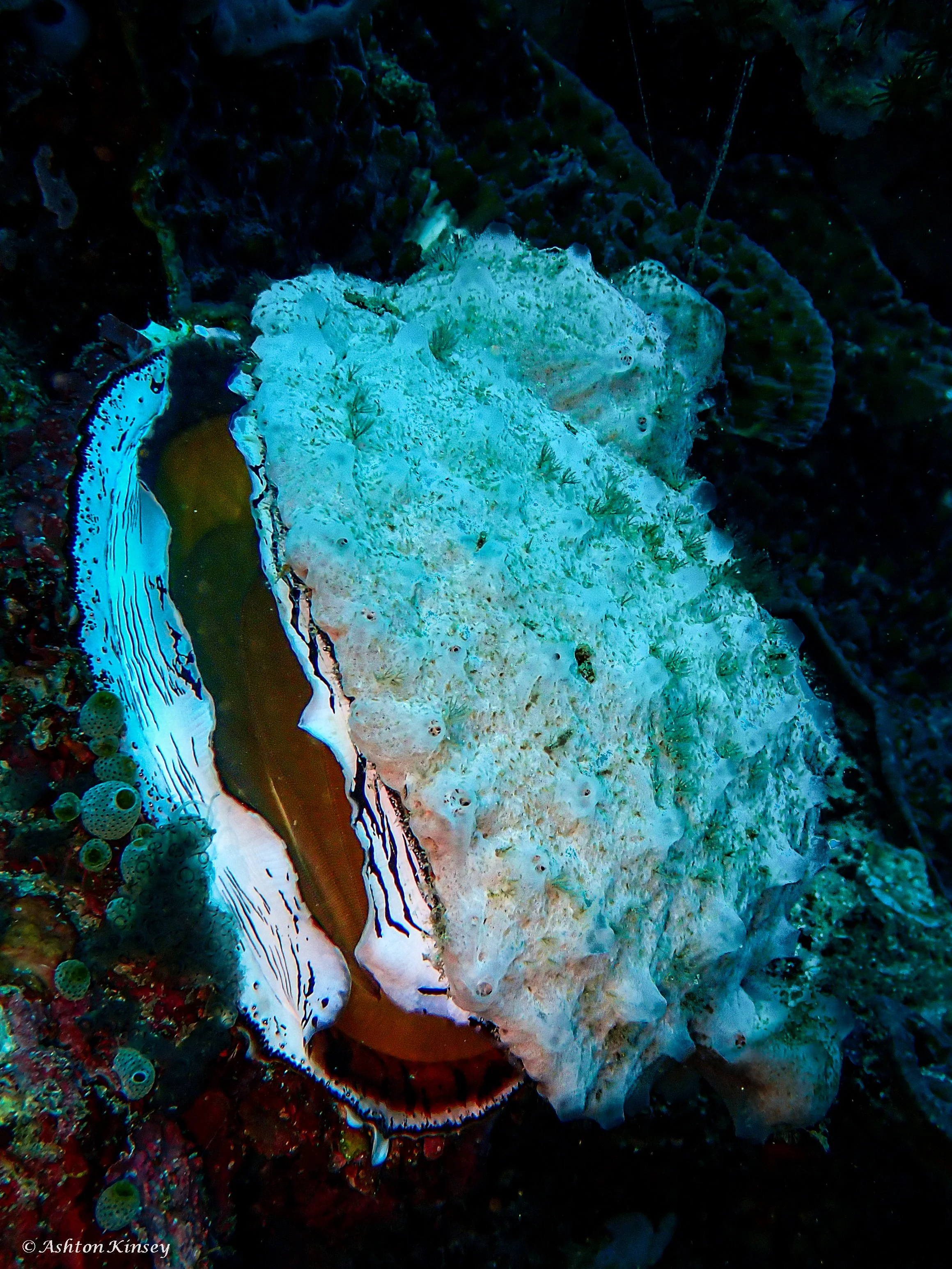 Verday Island Dive 3-3.jpg