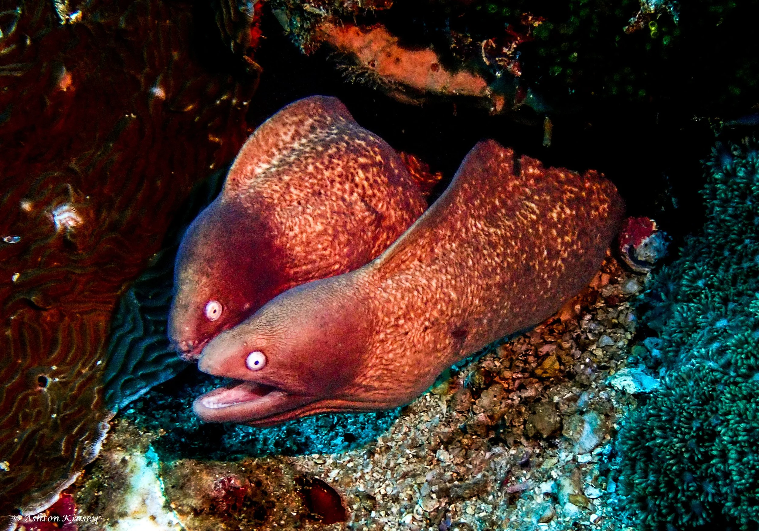 Verday Island Dive 3-4.jpg