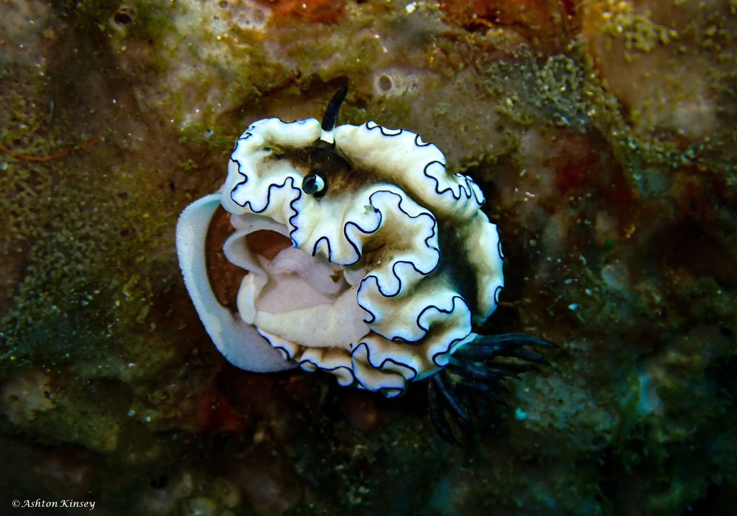 Verday Island Dive 3-5.jpg