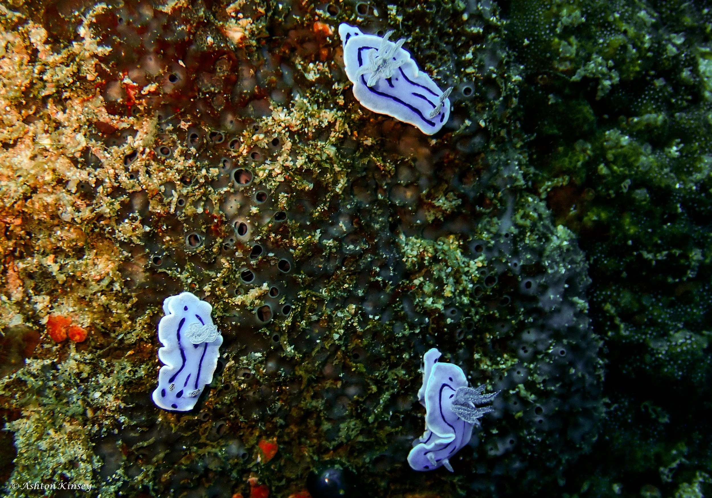 Verday Island Dive 3-6.jpg