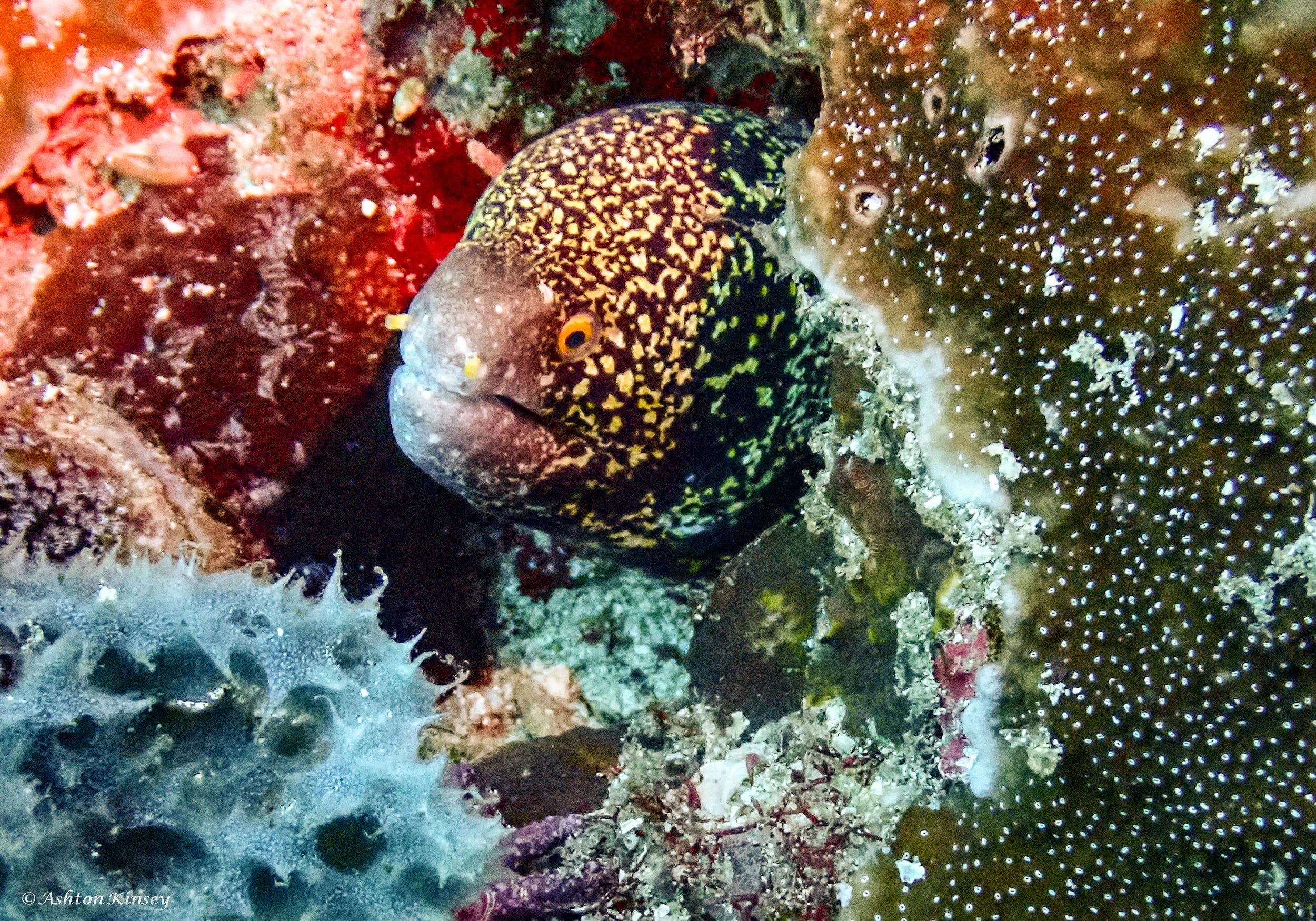 Verday Island Dive 3-7.jpg