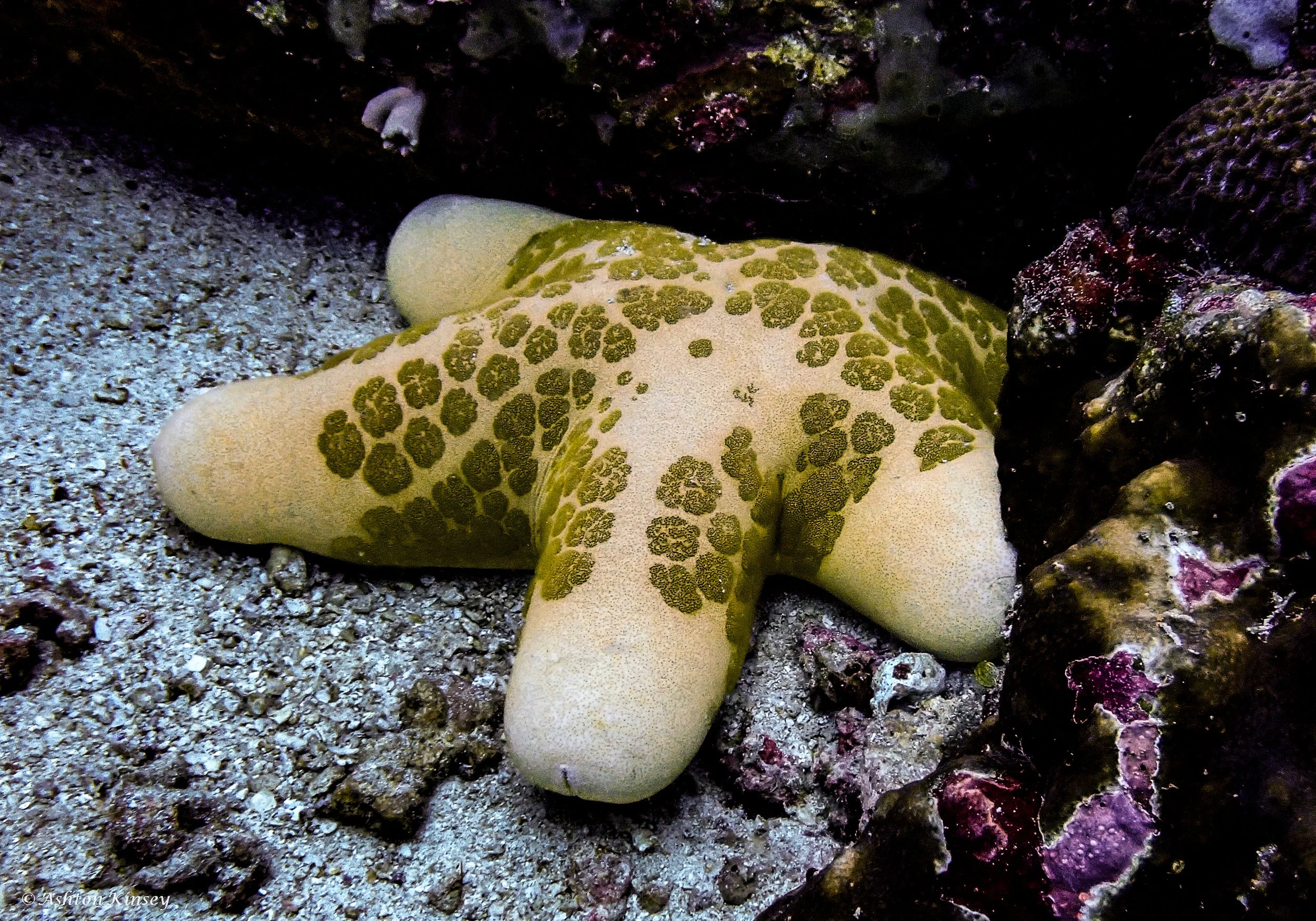 Verday Island Dive 3-8.jpg