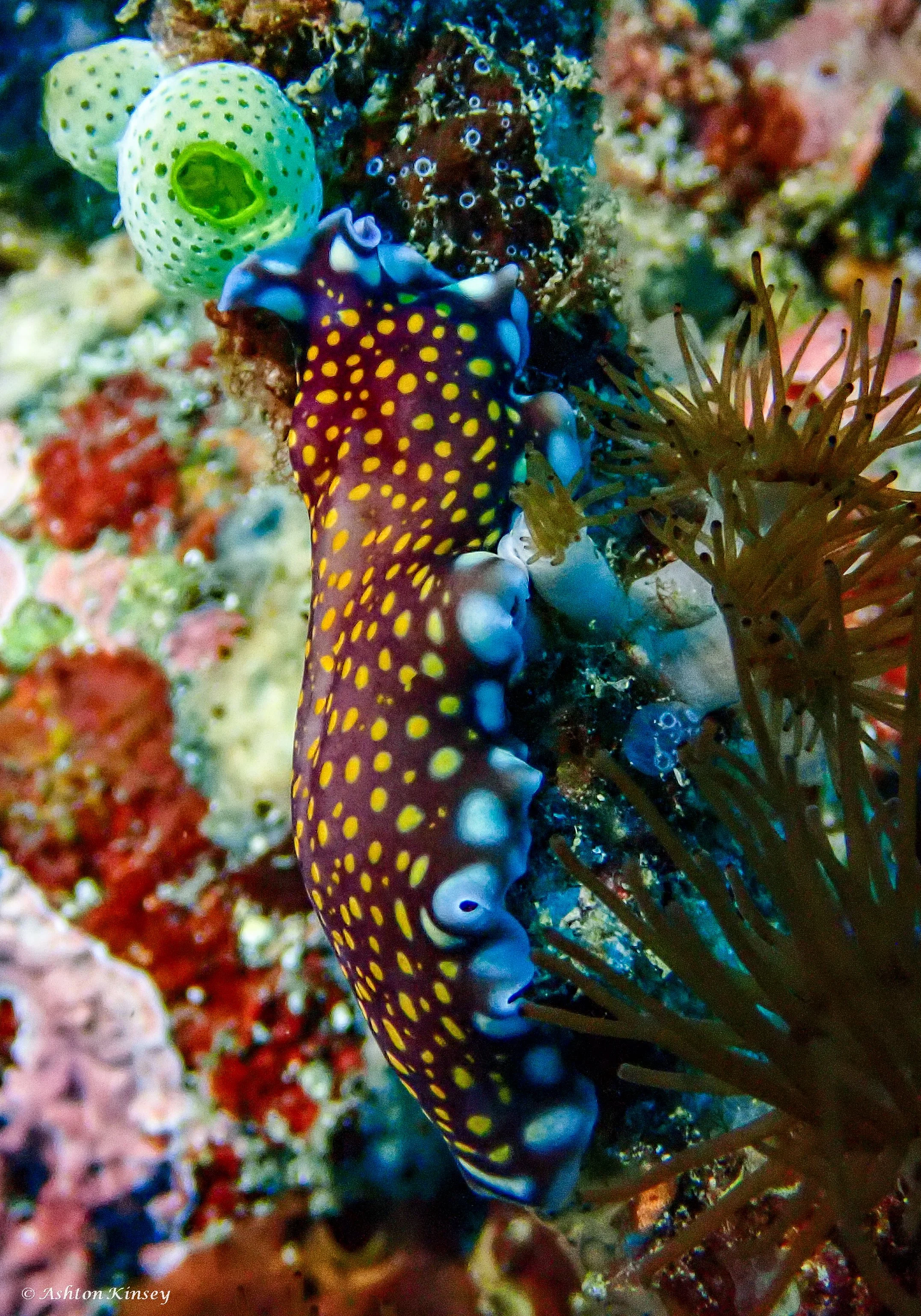 Verday Island Dive 3-9.jpg