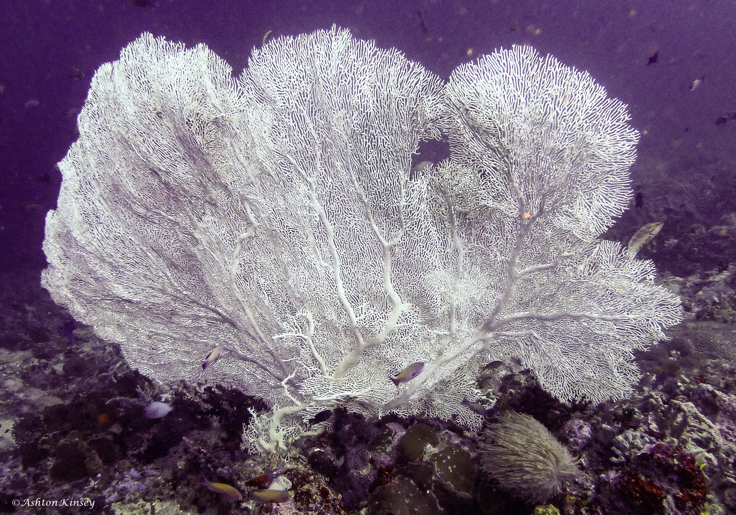 Verday Island Dive 3-10.jpg